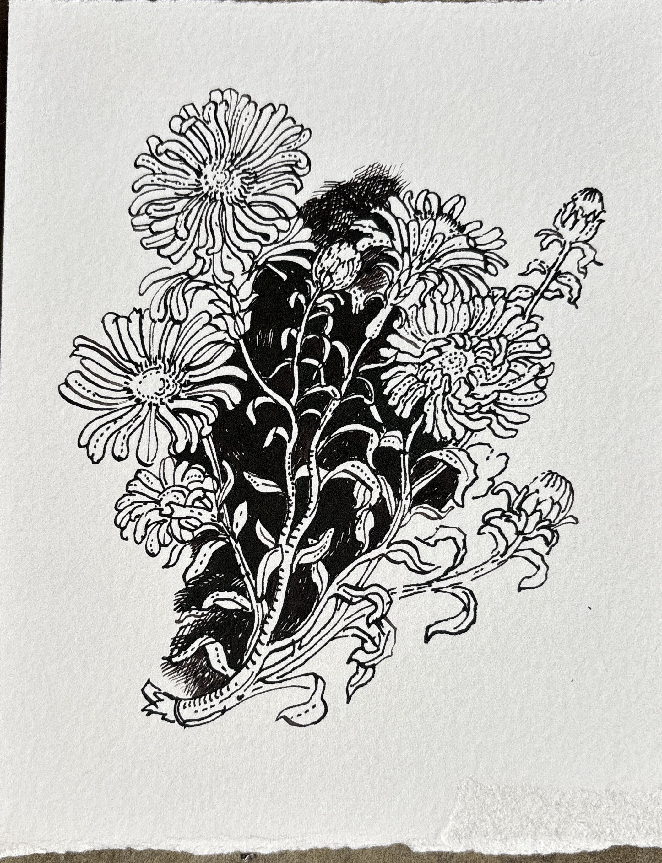 Asters