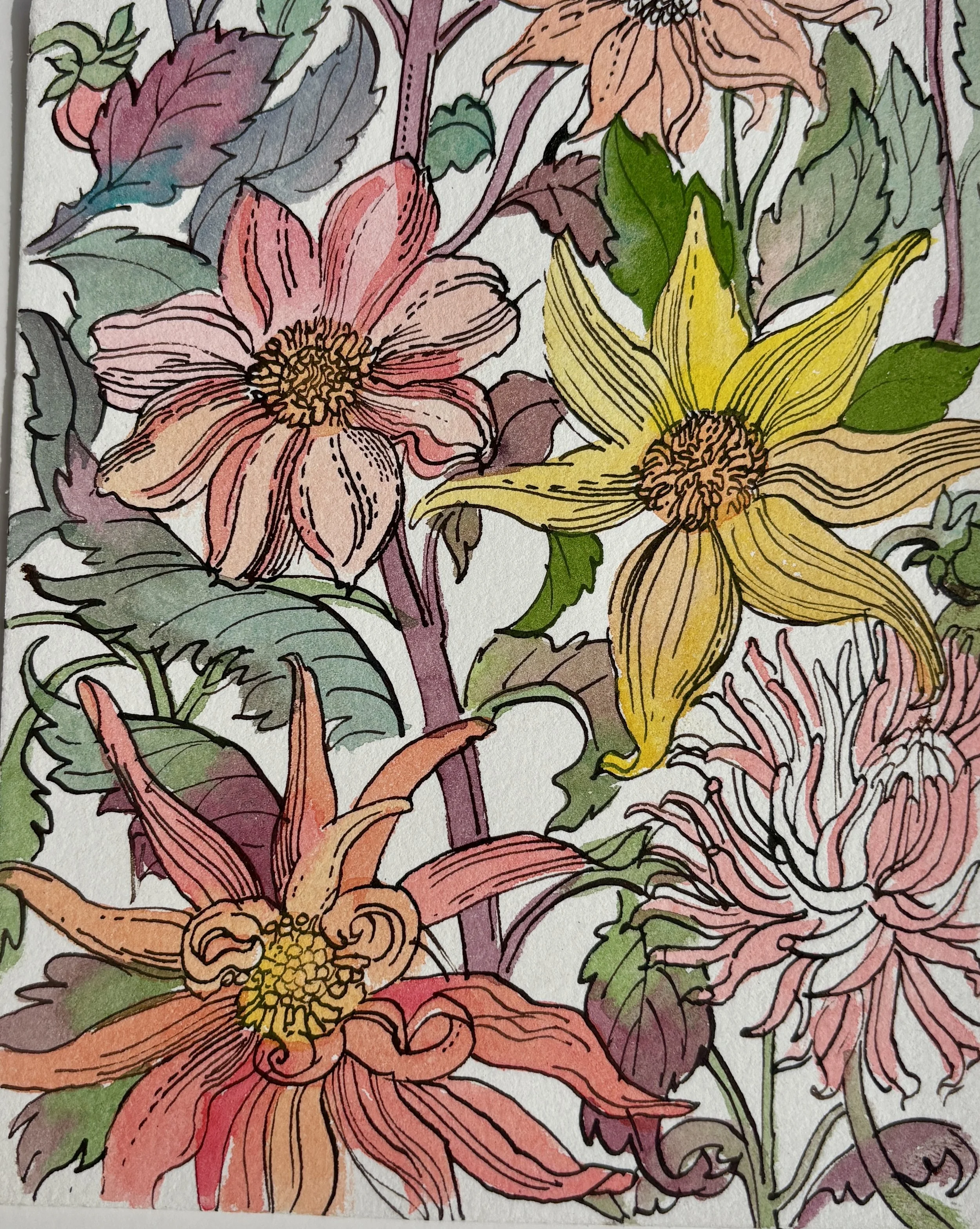 Dahlia