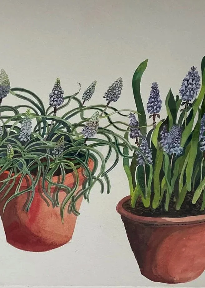 muscari-in-pots.jpg