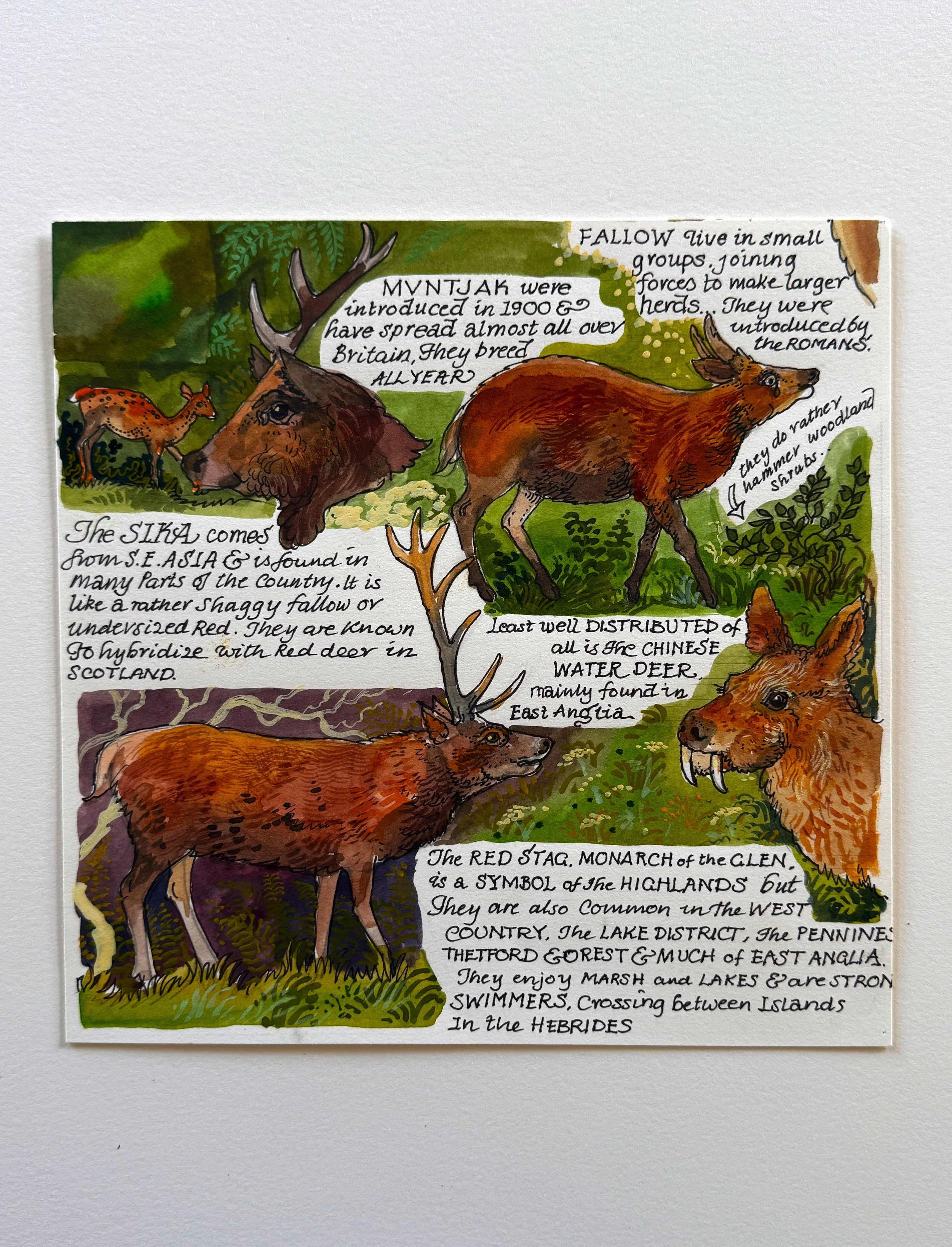 Deer - Calendar Artwork