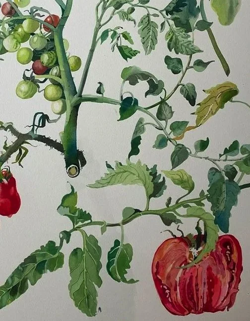 tomatoes.jpg