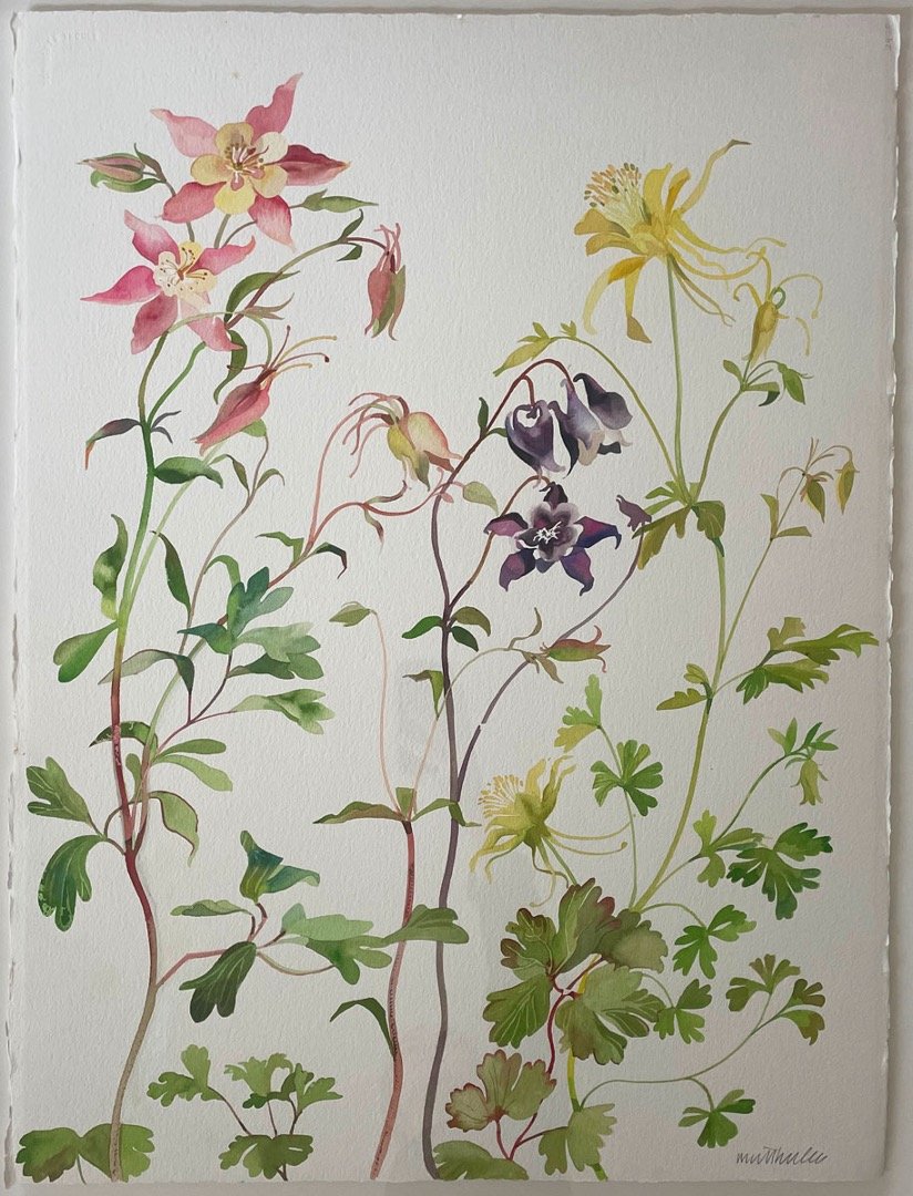 aquilegia.jpg