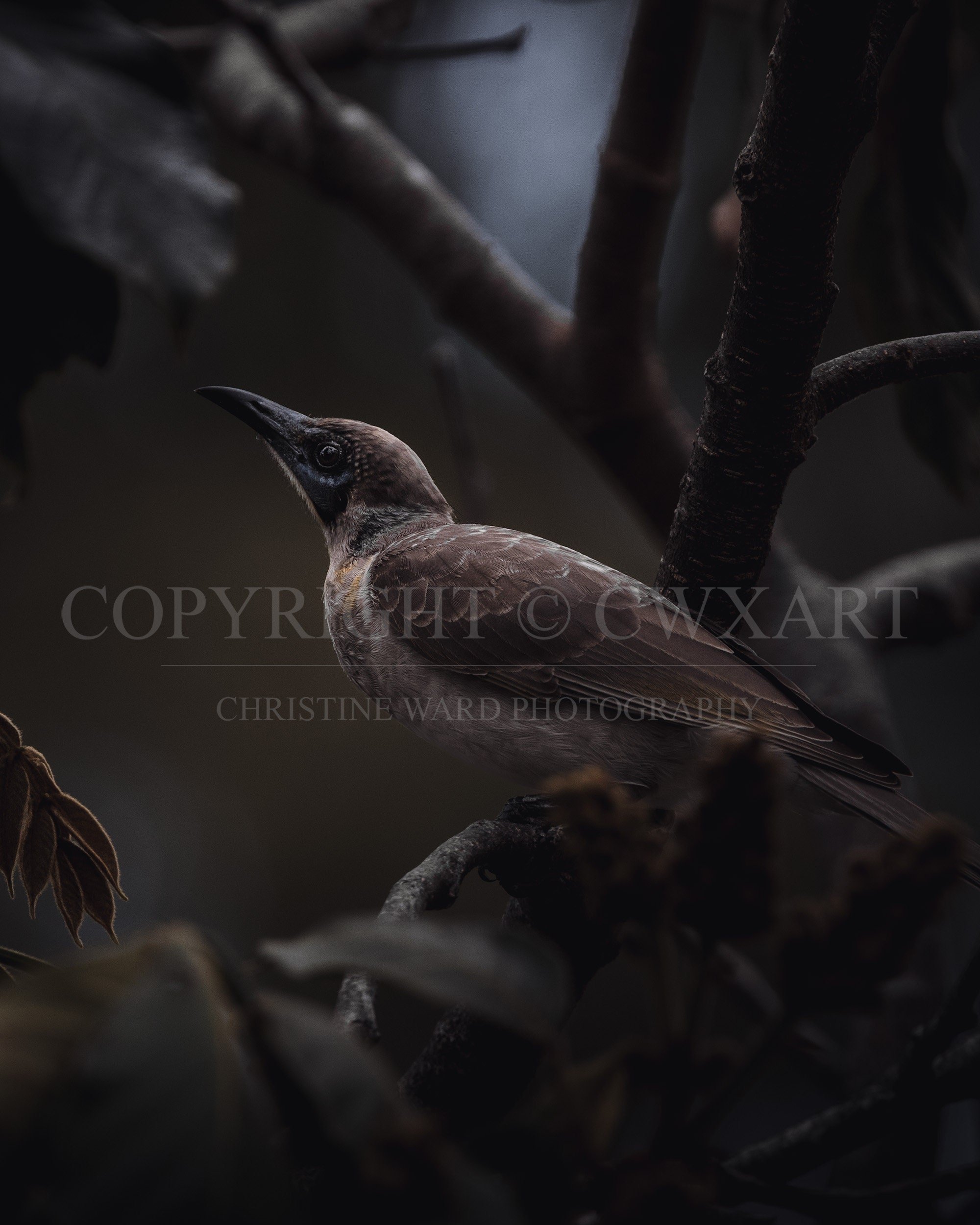 Little Friarbird