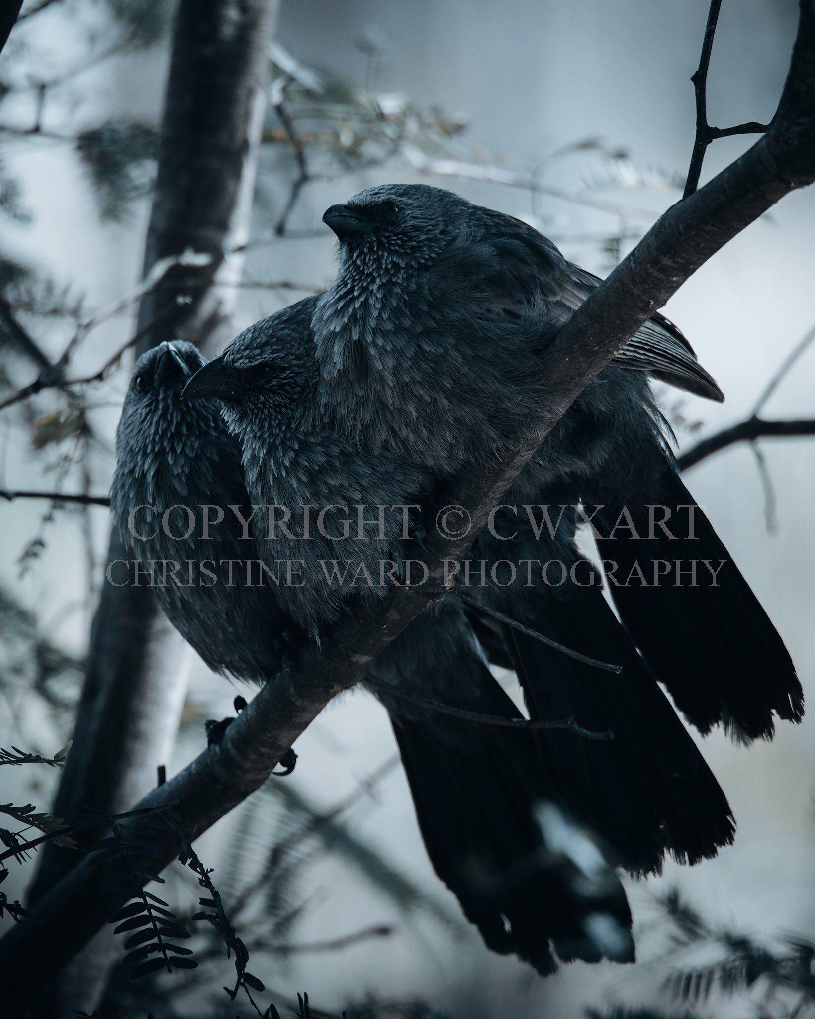 Apostlebirds II