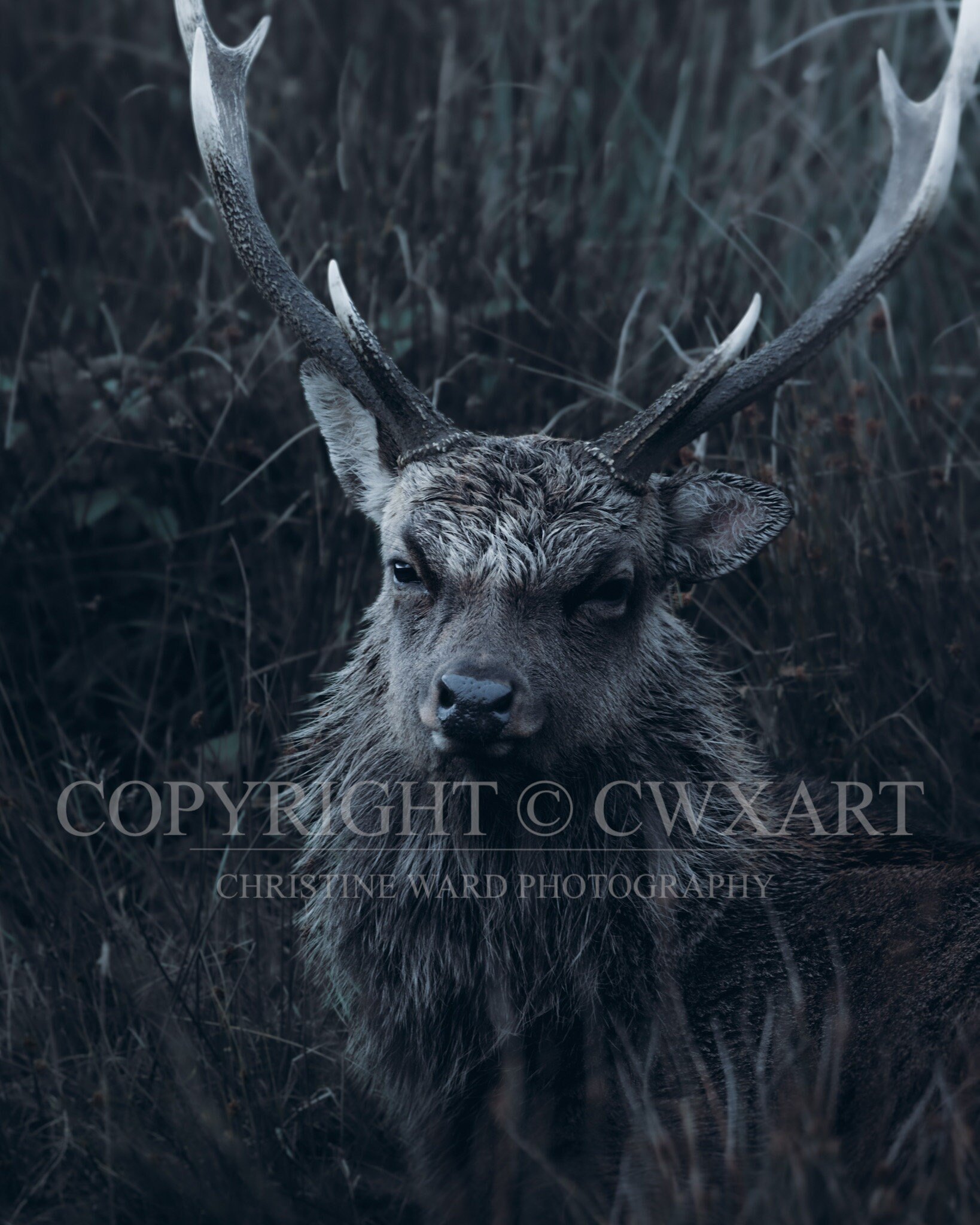 Male Sika Deer