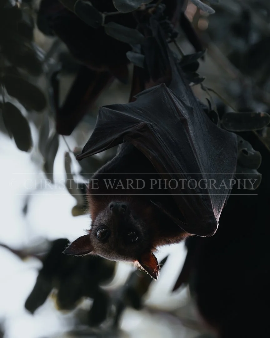 Little Red Flying Fox III