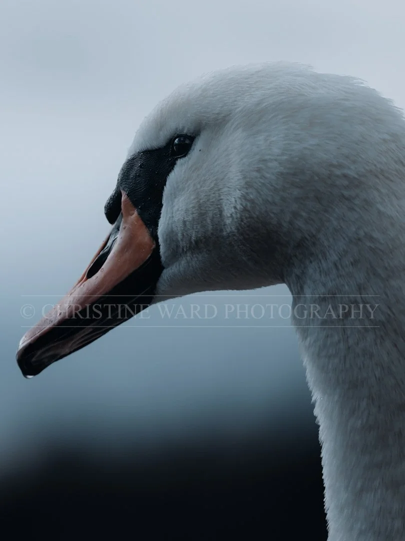 Mute Swan II