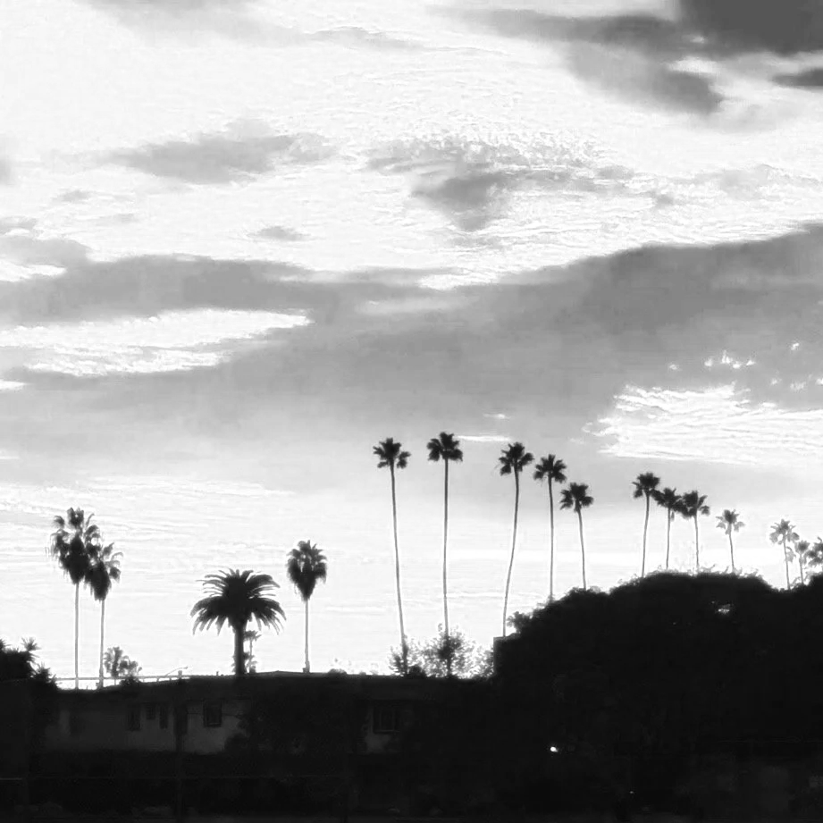 Black and white photo of tall palm trees silhouette against a cloudy sky, with some trees closer to the ground and houses at the bottom.