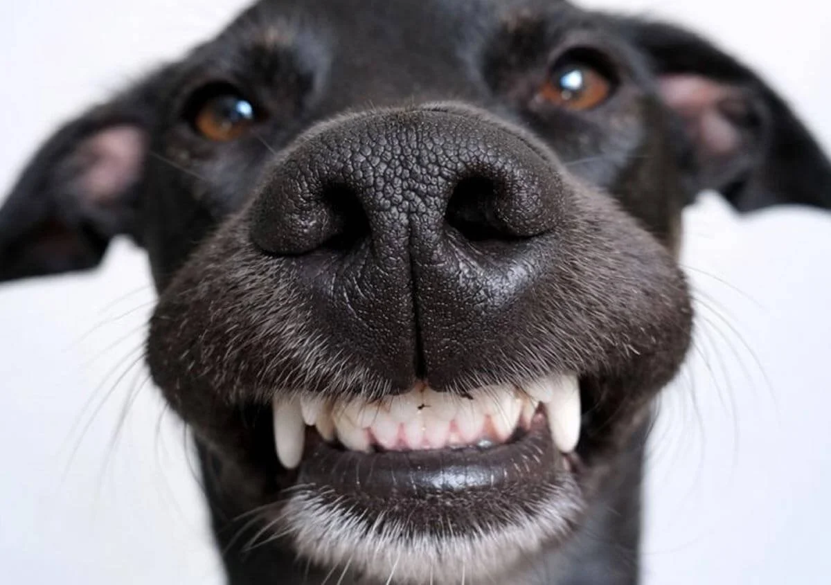 What is an Anesthesia Free Pet Dental Cleaning?