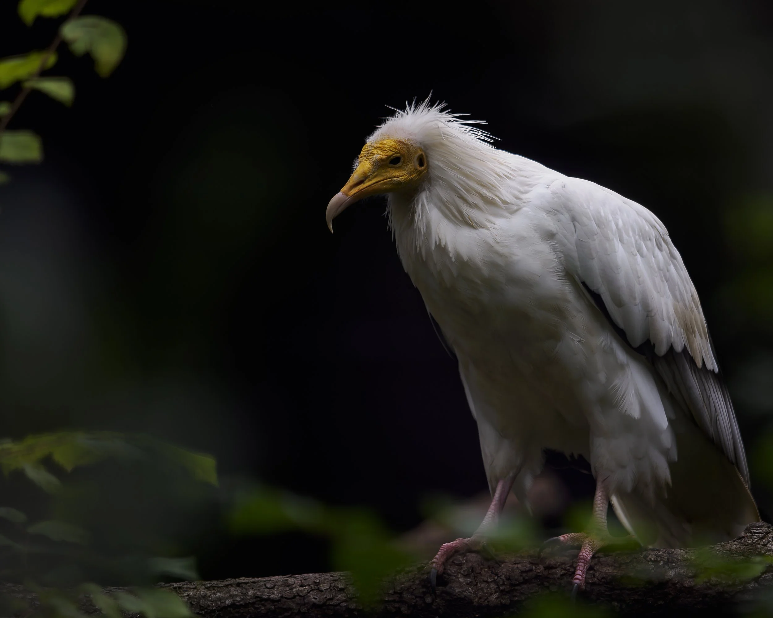 PARCO NO COPYRIGHT418.jpeg