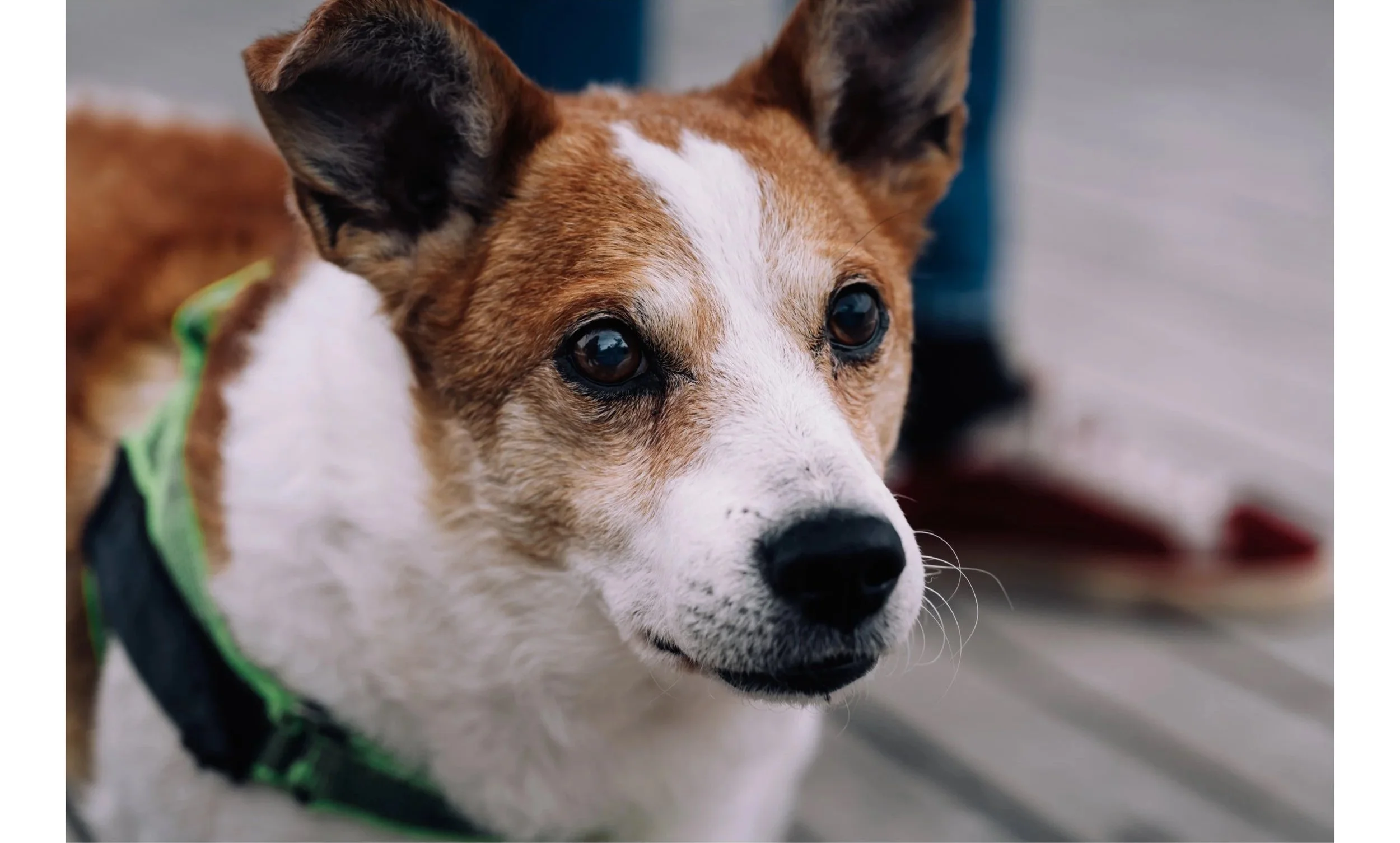 Cane con orecchie a punta e pelo marrone e bianco, indossa un collare verde, guarda verso la fotocamera.