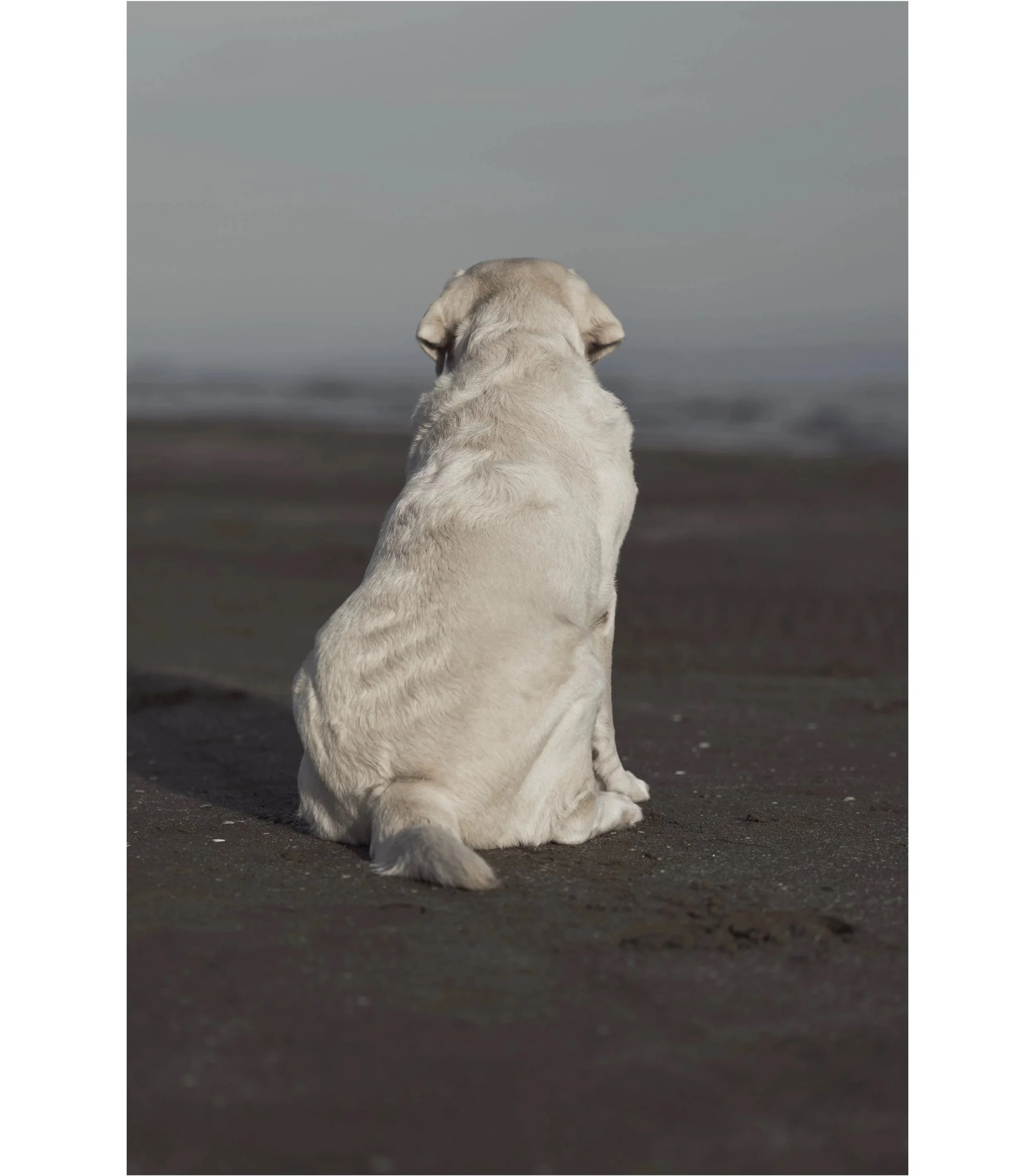 Cane seduto sulla spiaggia che guarda verso l'orizzonte