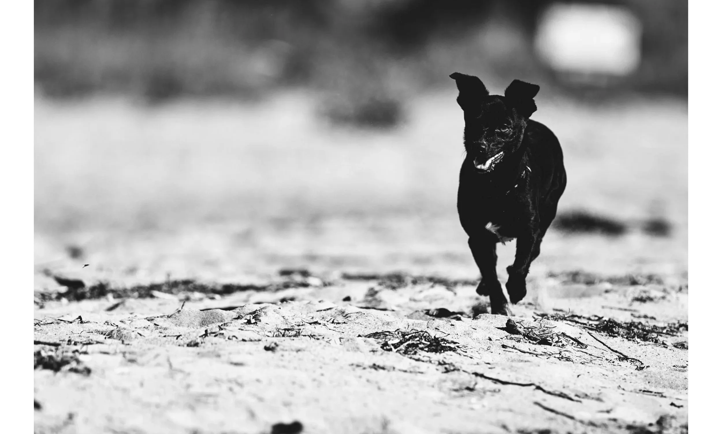 Un cane nero corre sulla spiaggia.