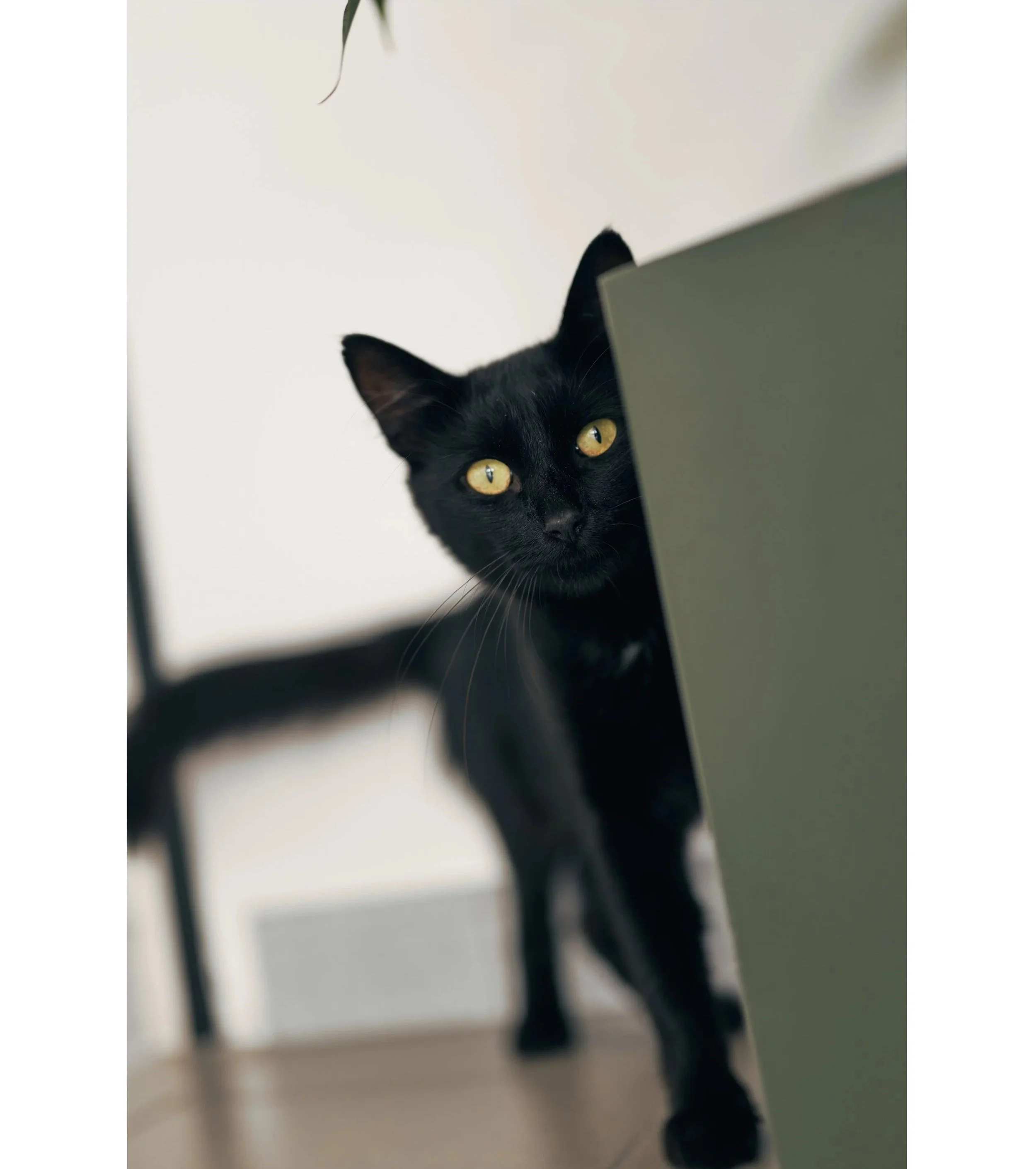 Gatto nero con occhi gialli che guarda da dietro un mobile verde in un ambiente interno.