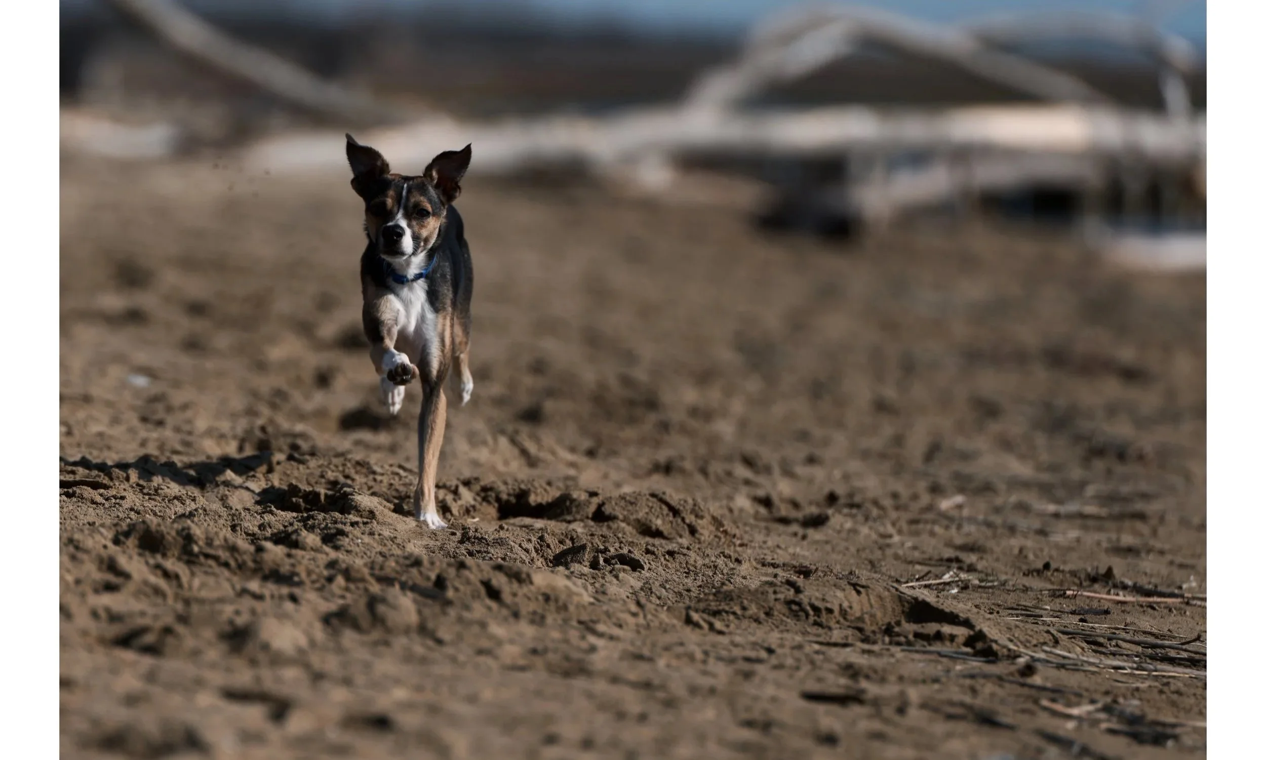 Un cane che corre sulla spiaggia con sabbia e tronchi di legno sullo sfondo.