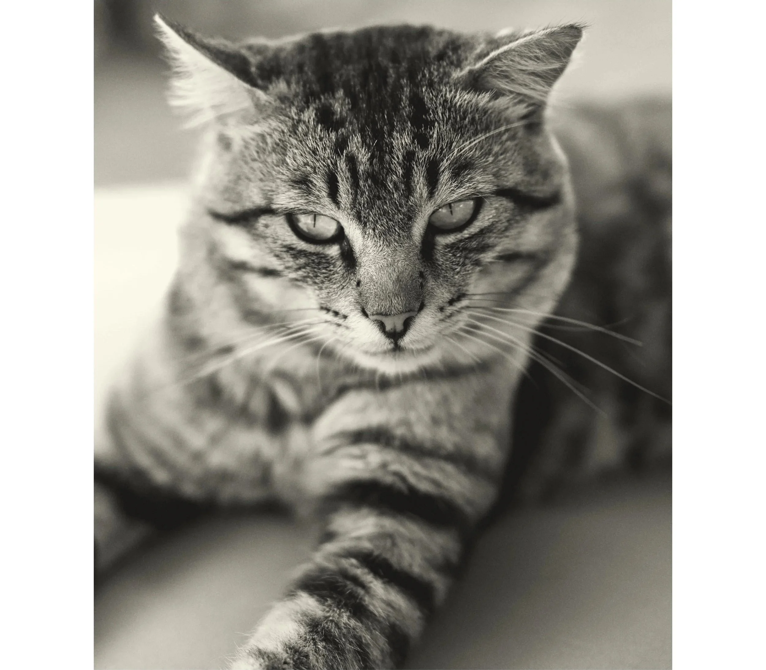 Gatto tigrato seduto, in primo piano, in bianco e nero