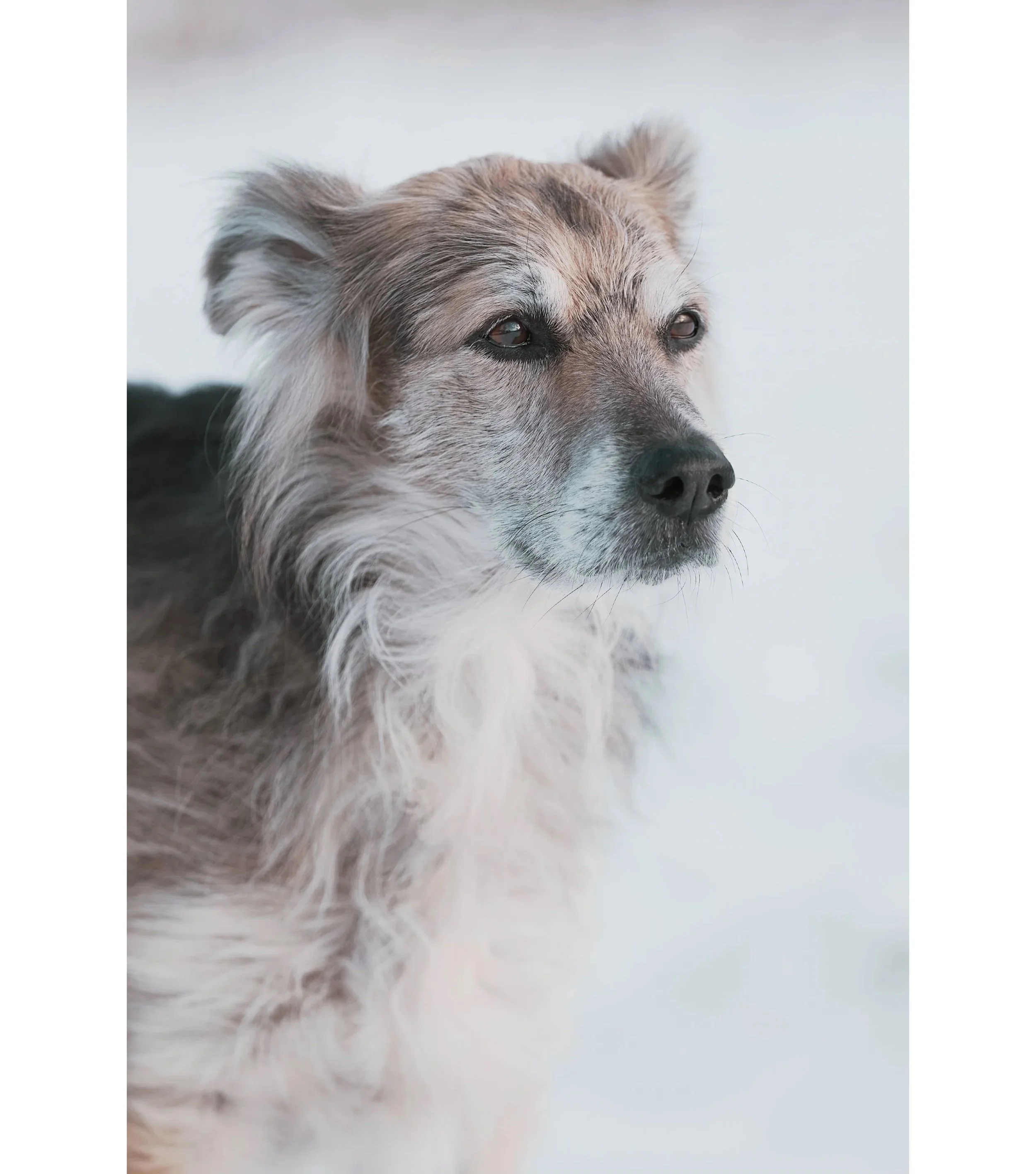 Un cane con pelo lungo e colorato, sguardo assorto, sullo sfondo bianco.