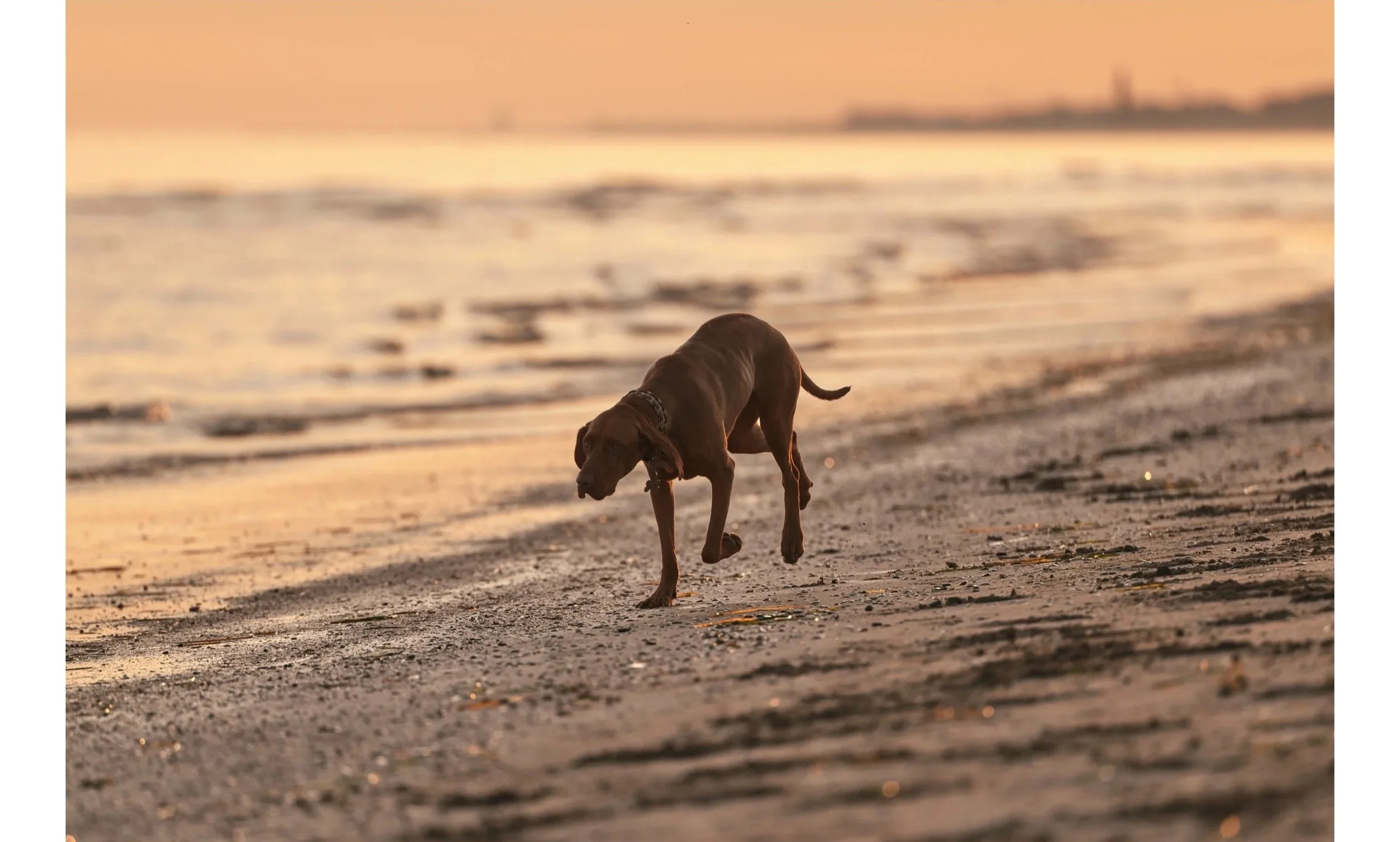 Un cane Visla marrone che gioca sulla spiaggia durante il tramonto, con l'oceano e il cielo arancione sullo sfondo.