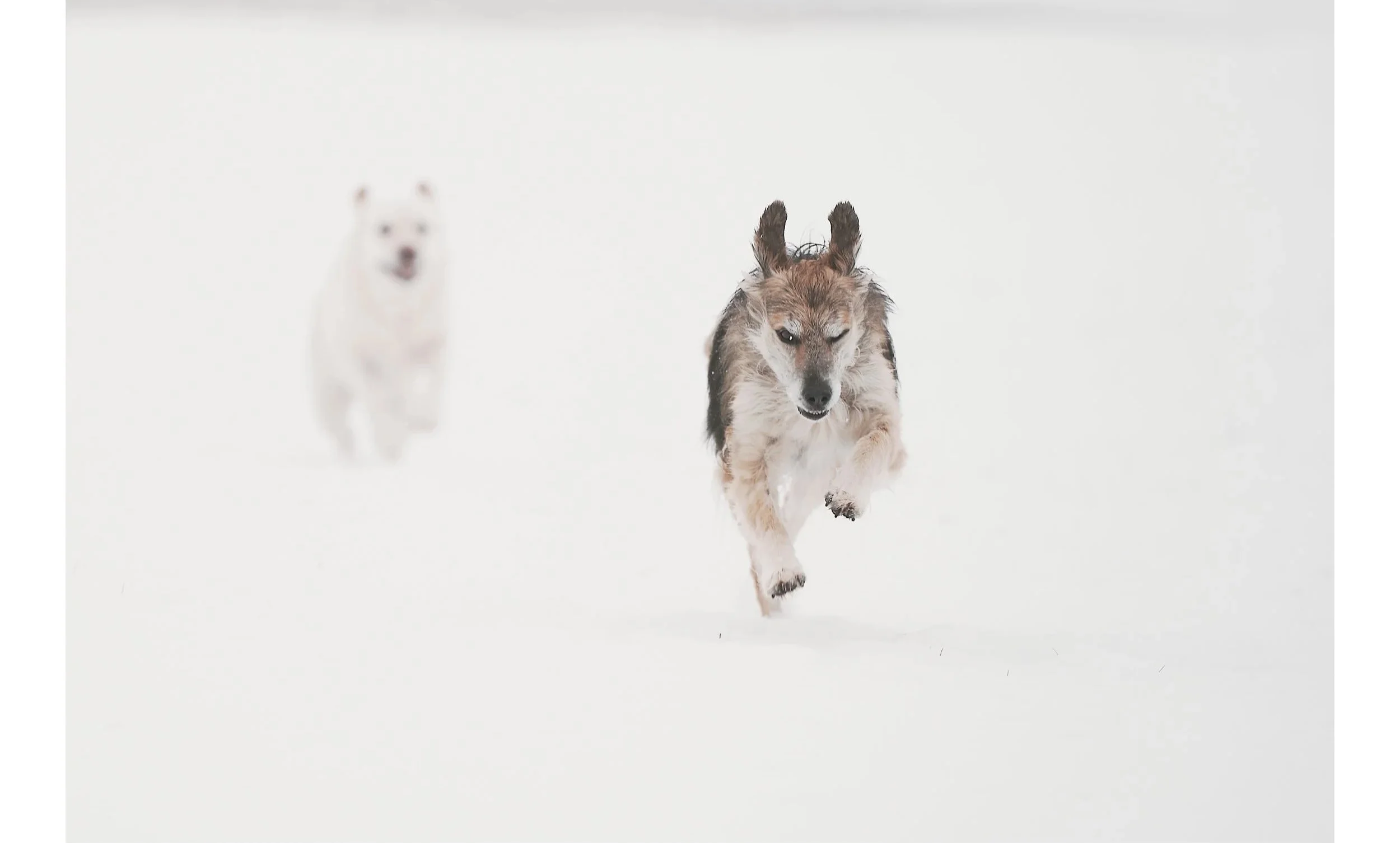 Due cani che corrono sulla neve, con il primo cane nel centro dell'immagine e il secondo più lontano, leggermente sfocato.