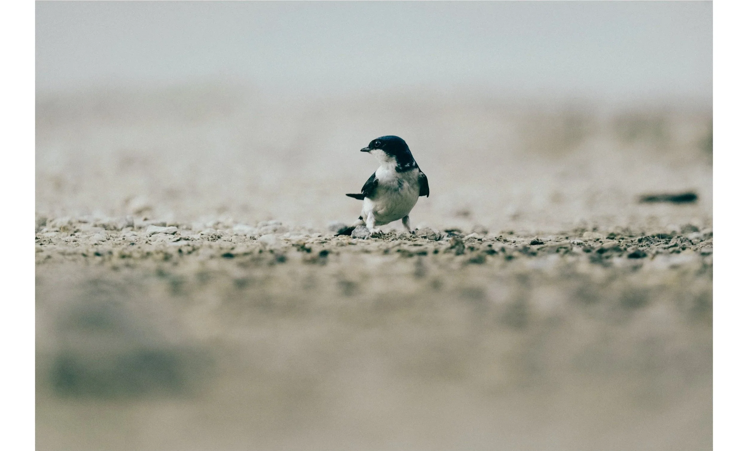 Un uccellino nero e bianco si trova su una superficie di sabbia o ghiaia, con uno sfondo sfocato.