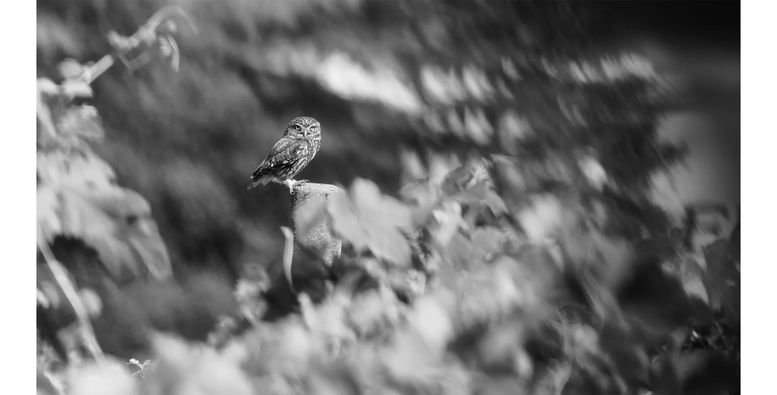 Gabbiano appollaiato su un ramoscello tra foglie e vegetazione in uno sfondo sfocato.