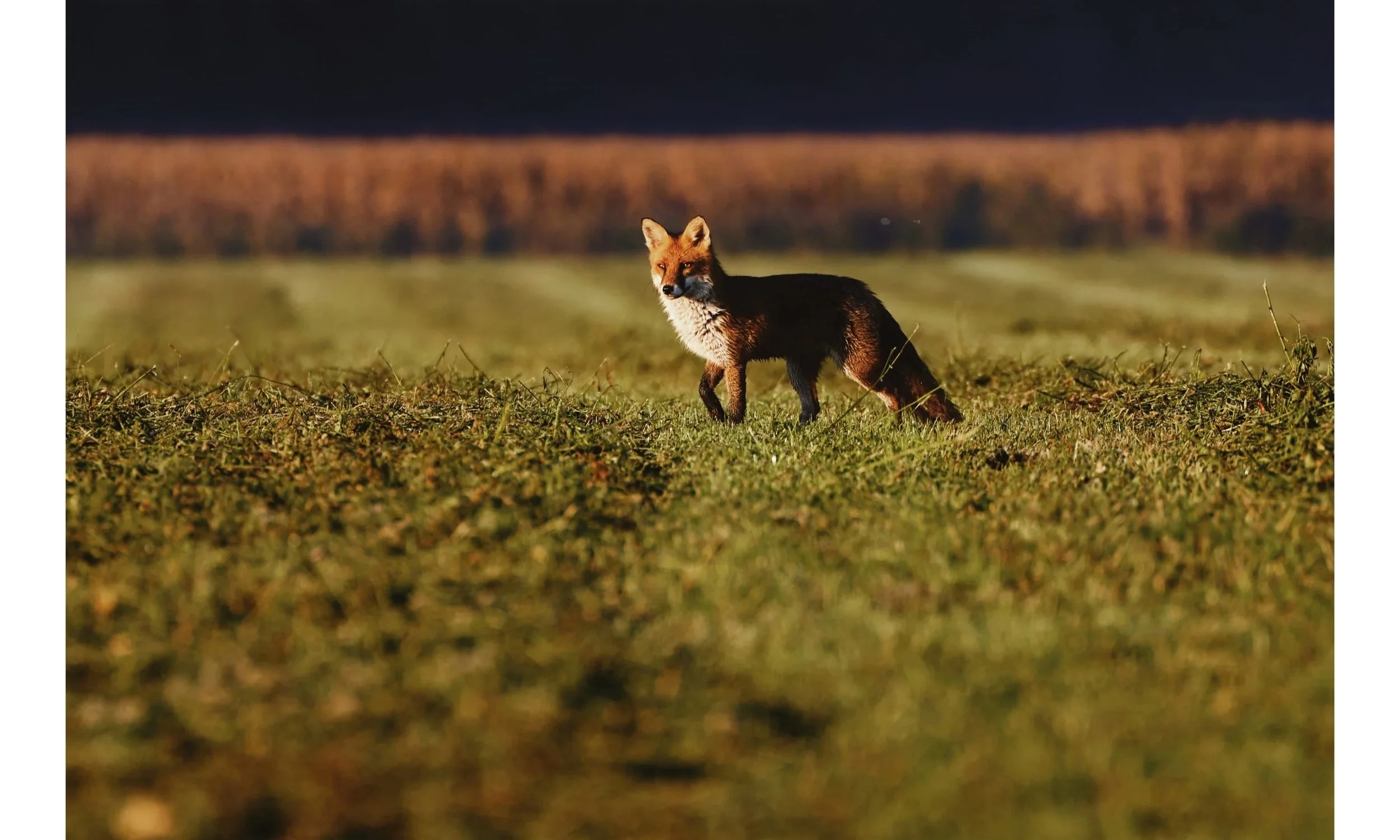 Una volpe rossa nel prato in un campo aperto con sfondo di cielo scuro e vegetazione lontana.