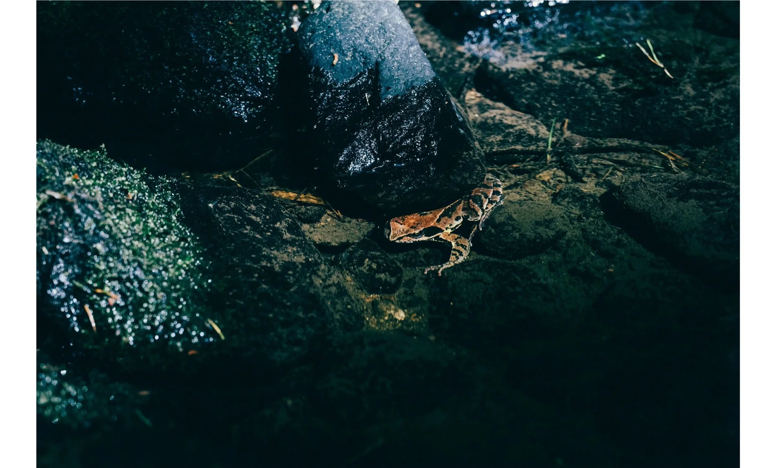 Rana su rocce bagnate, con superficie lucida e umida, tra muschio e ciottoli. La rana ha colori mimetici con motivi marroni e neri.