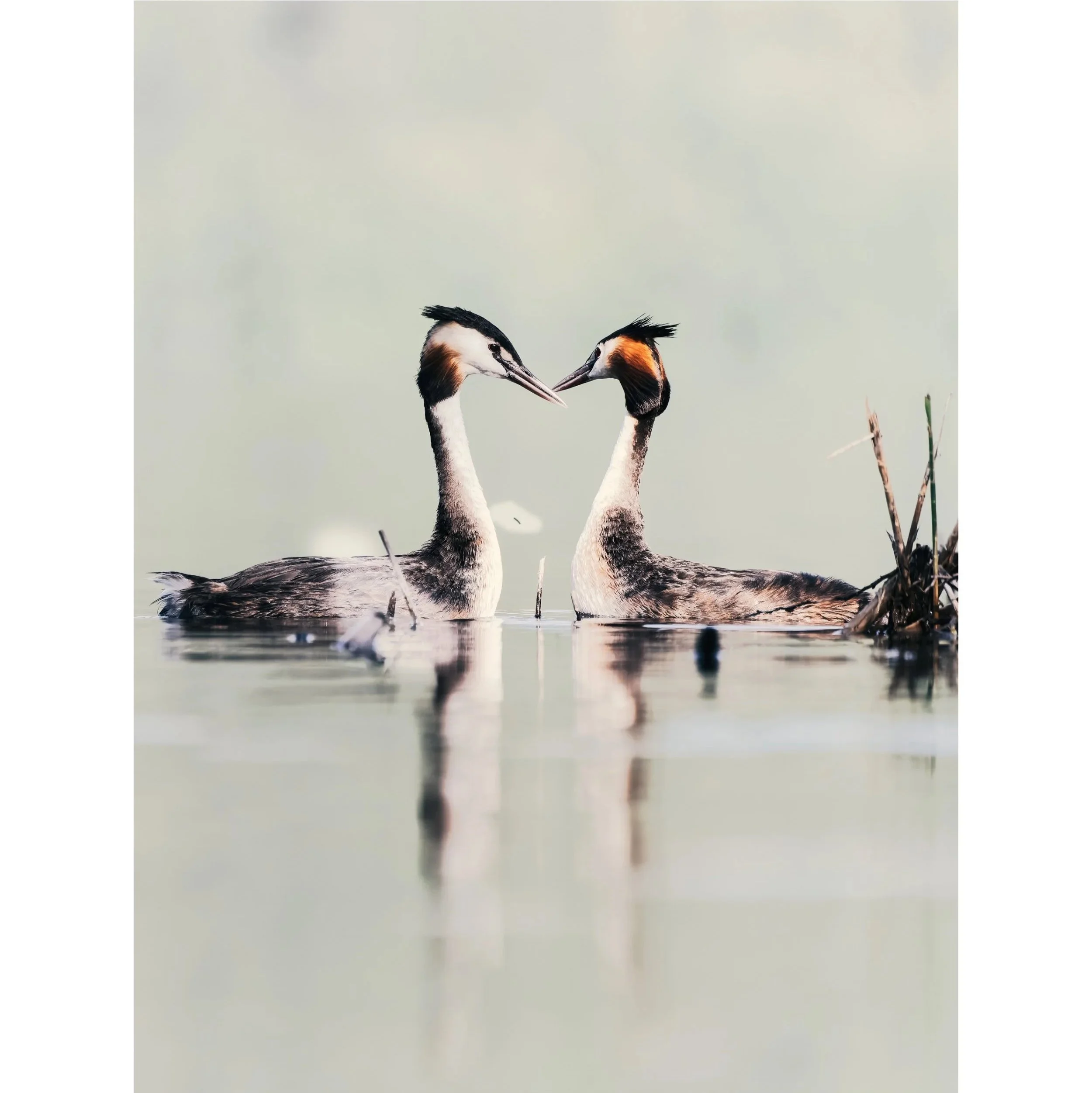 Due svassi maggiori si incontrano in acqua, con i becco che si toccano. Sfondo neutro e acqua calma.