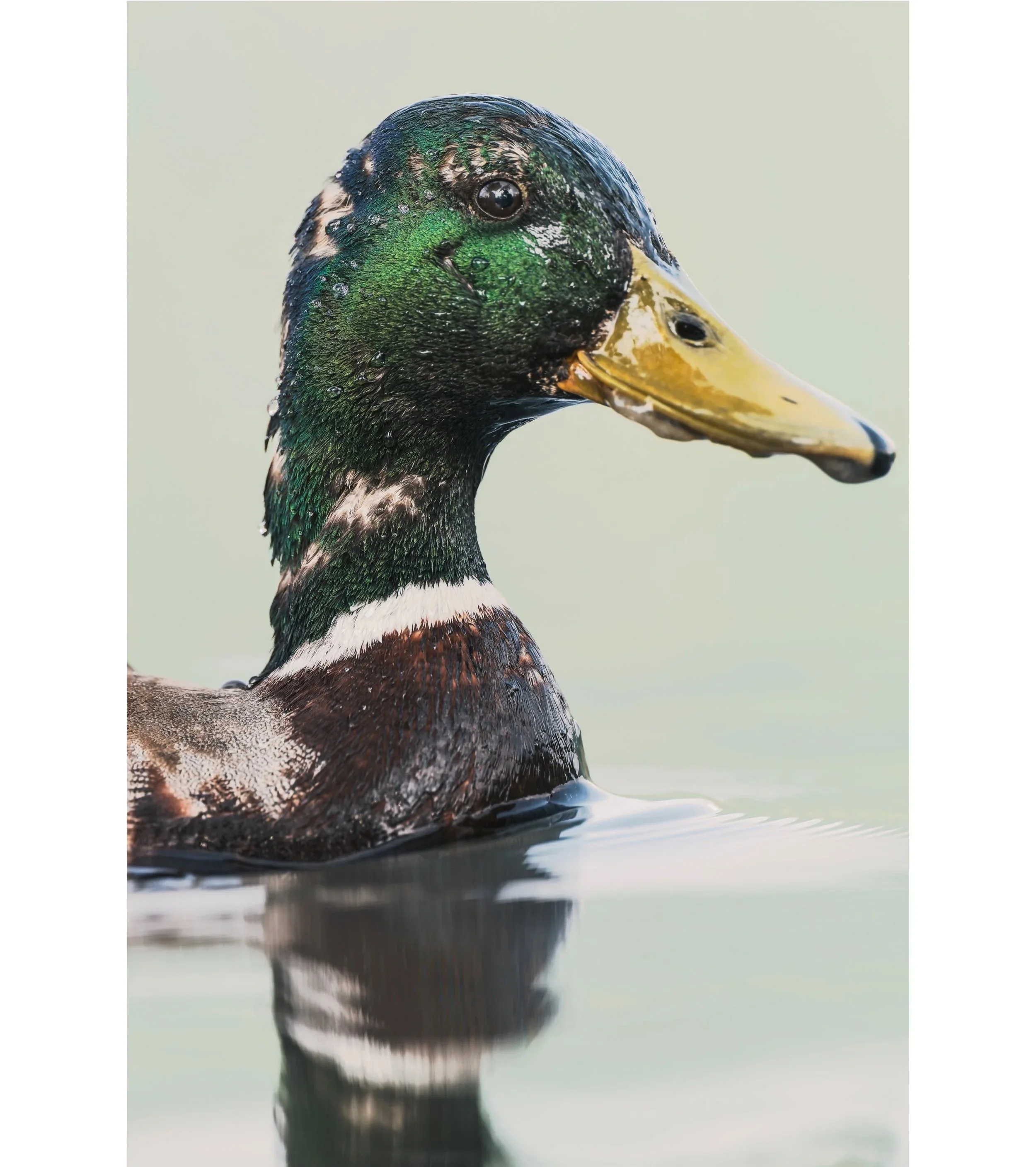 Un'anatra maschio con piume verdi, nere e bianche, nuota in acqua, con il becco giallo e una superficie liscia e riflettente