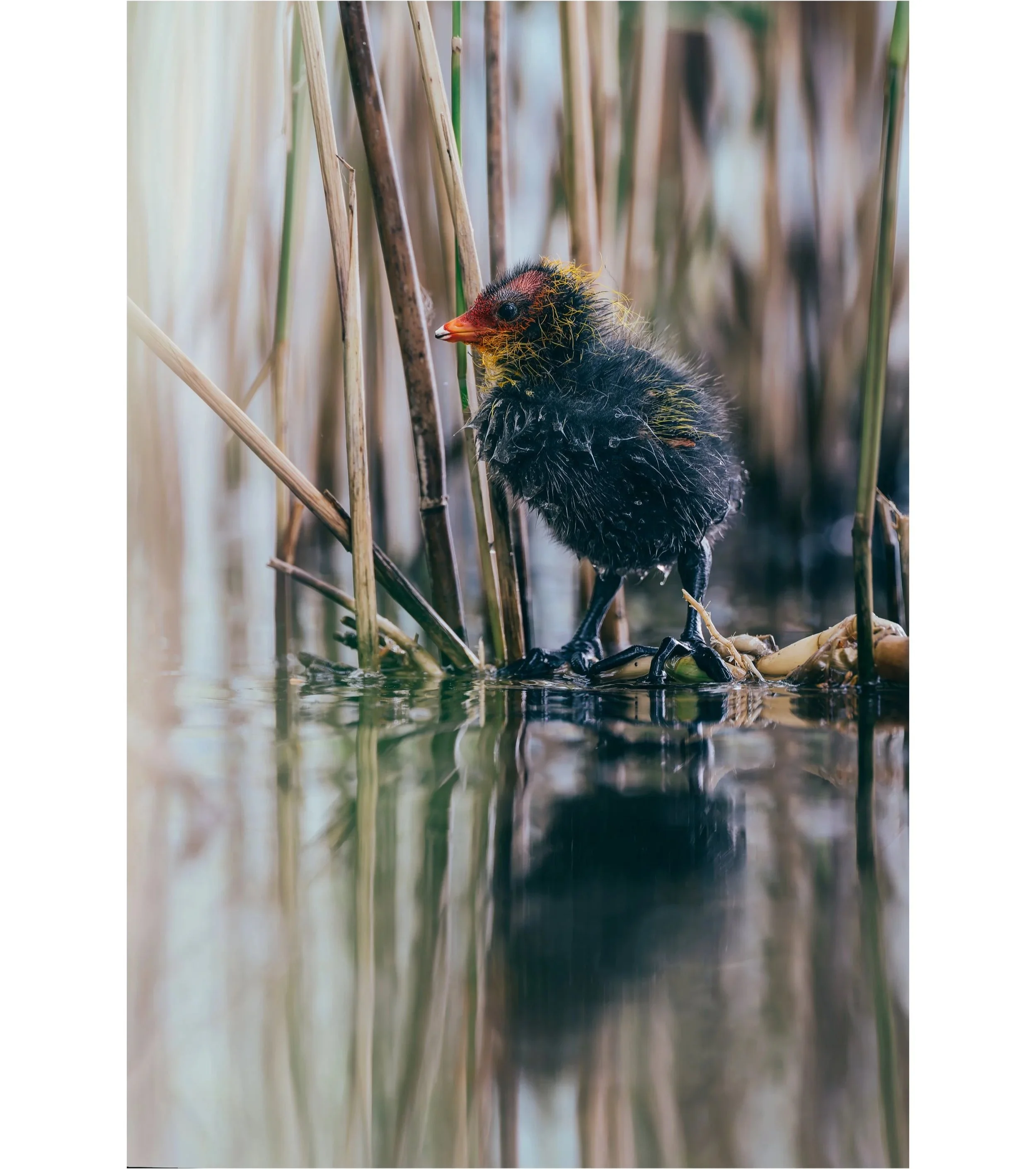 Pulcino di uccello appena nato tra canne, con piume nere e testa rossa, vicino all'acqua