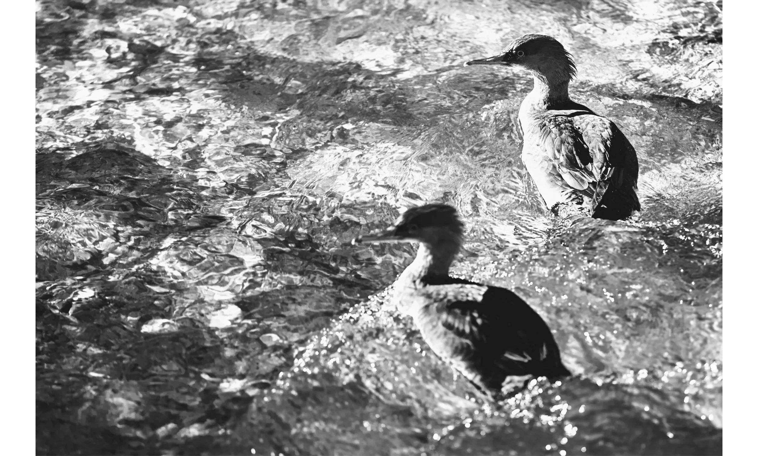 Due uccelli nuotano in acqua, uno è visibile di profilo e l'altro di fronte. La scena è in bianco e nero.