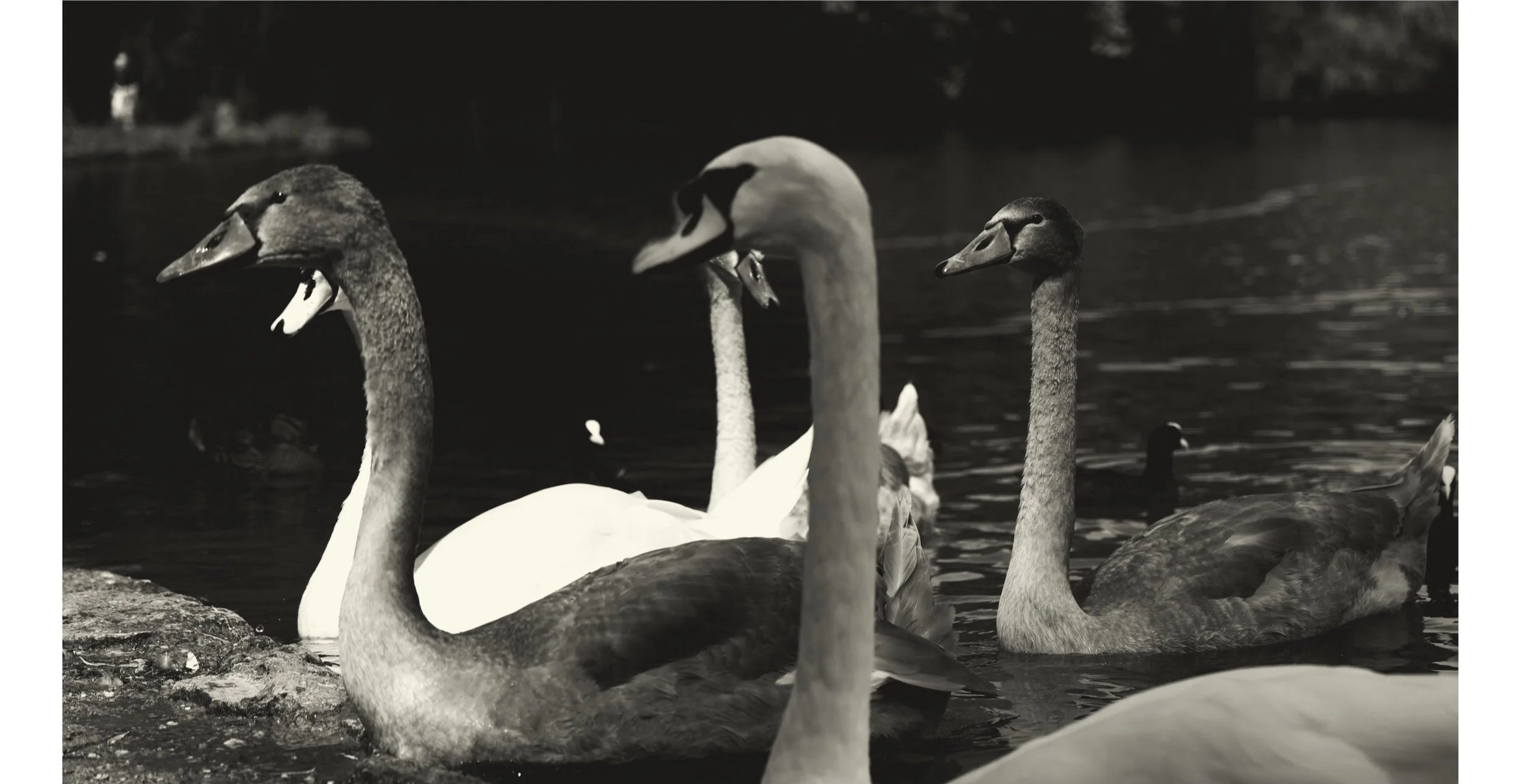 Gruppo di cigni in acqua, alcuni in piedi vicino alla riva.
