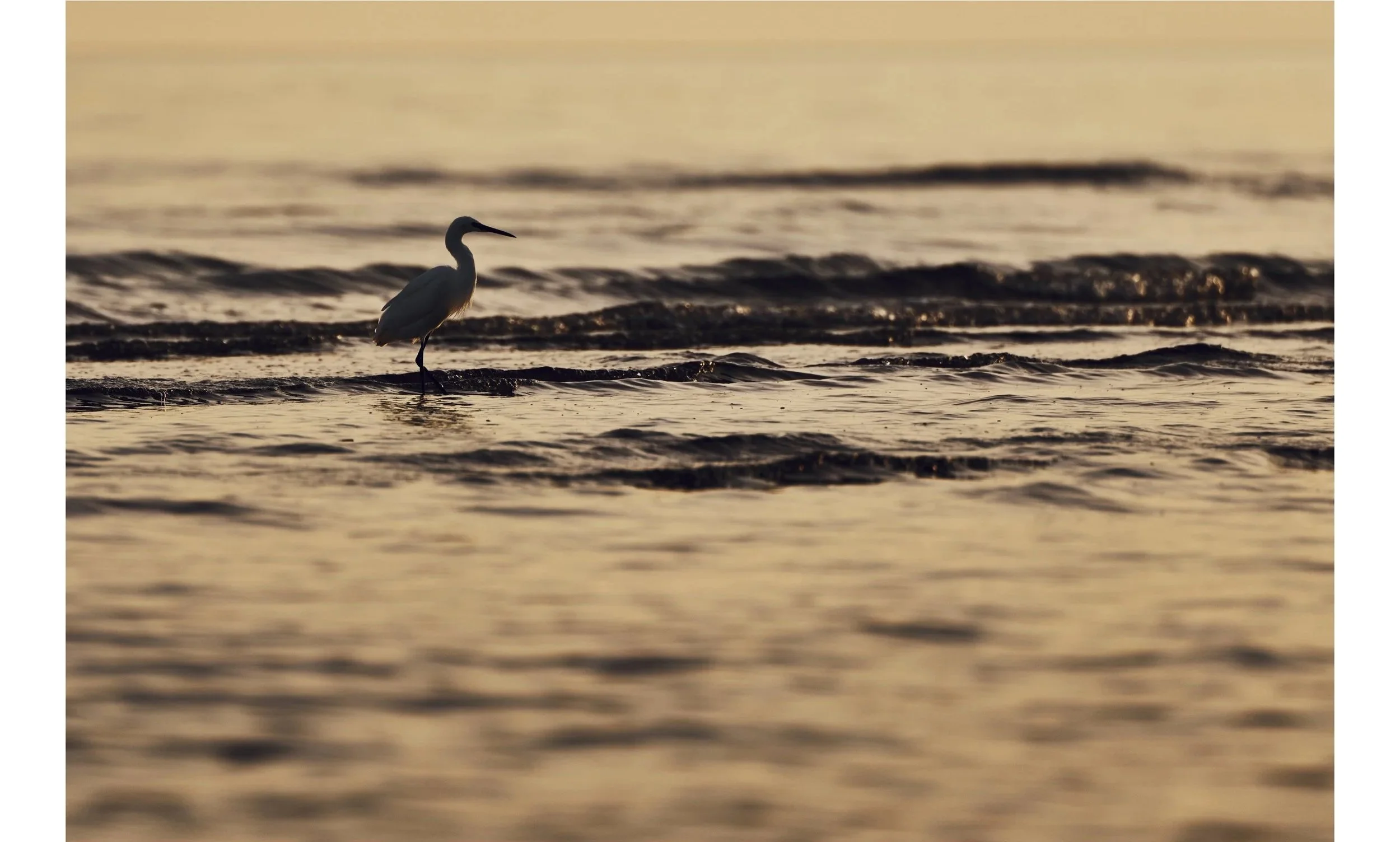Uccello bianco che cammina nella riva del mare al tramonto.