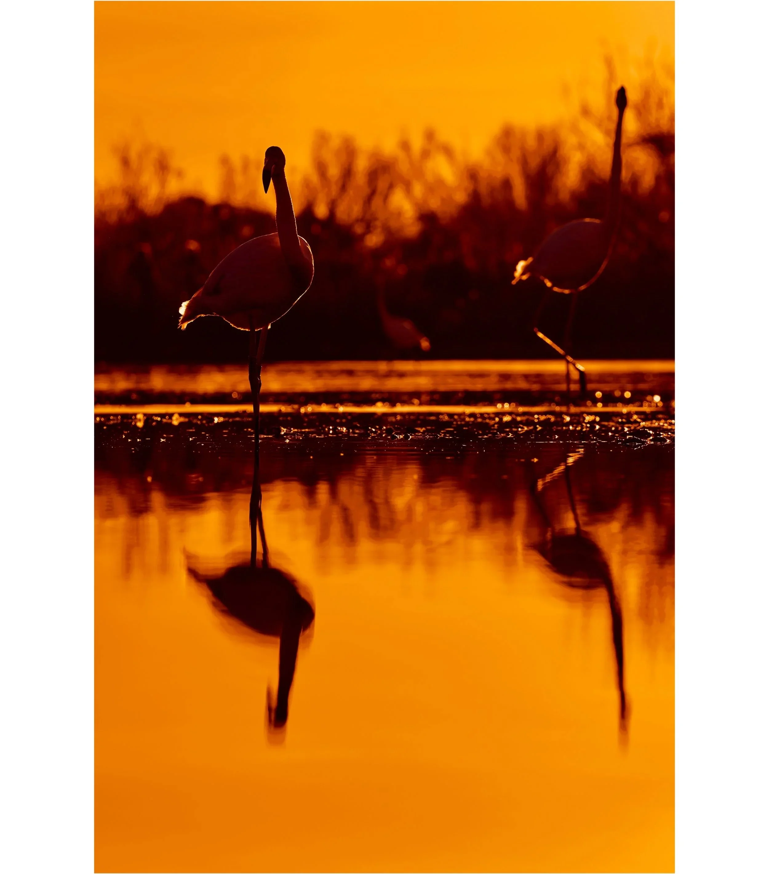 Fenicotteri in silhouette durante il tramonto su uno stagno, con le loro riflessioni nell'acqua calda e dorata.