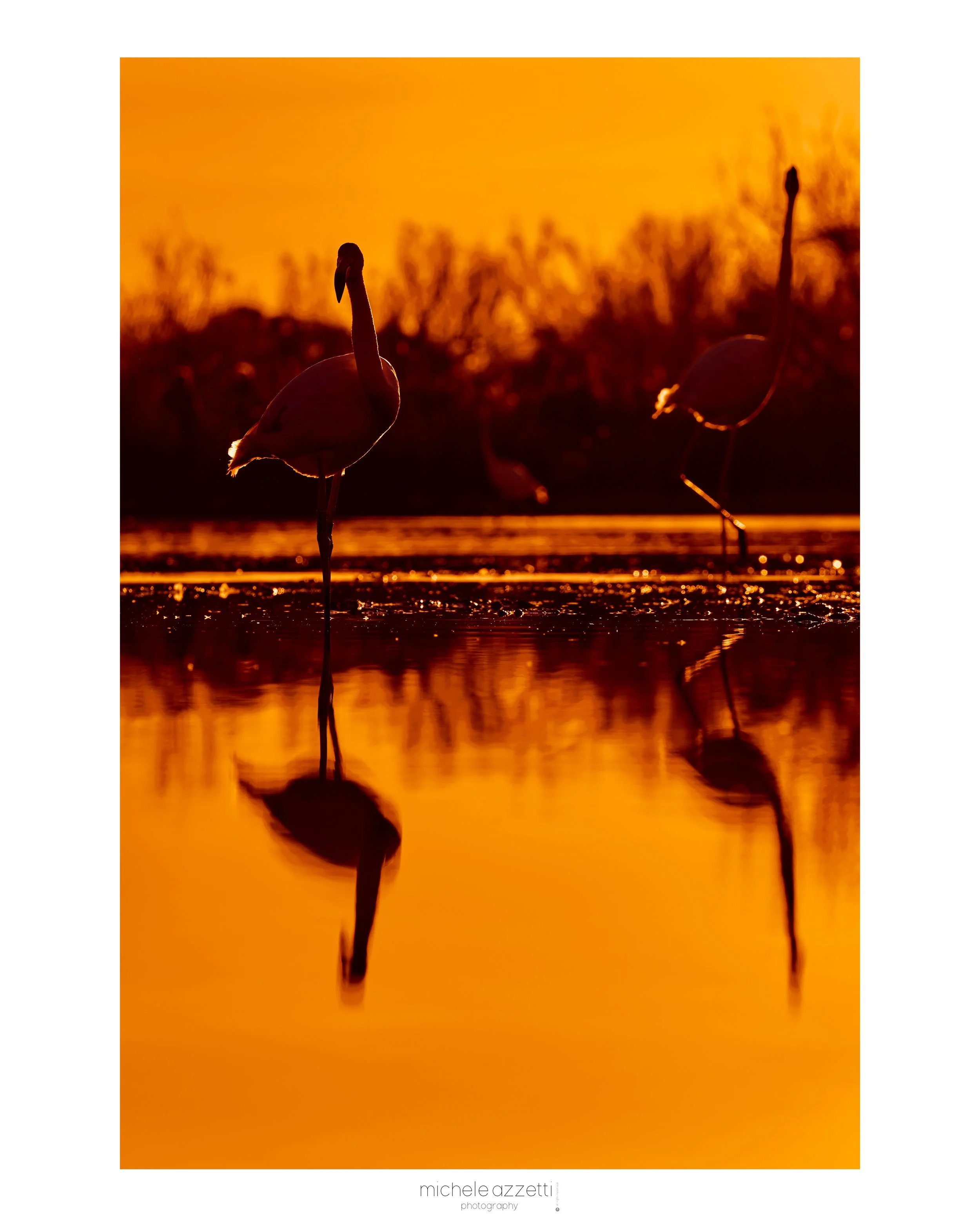 Fenicotteri in silhouette durante il tramonto su uno stagno, con le loro riflessioni nell'acqua calda e dorata.