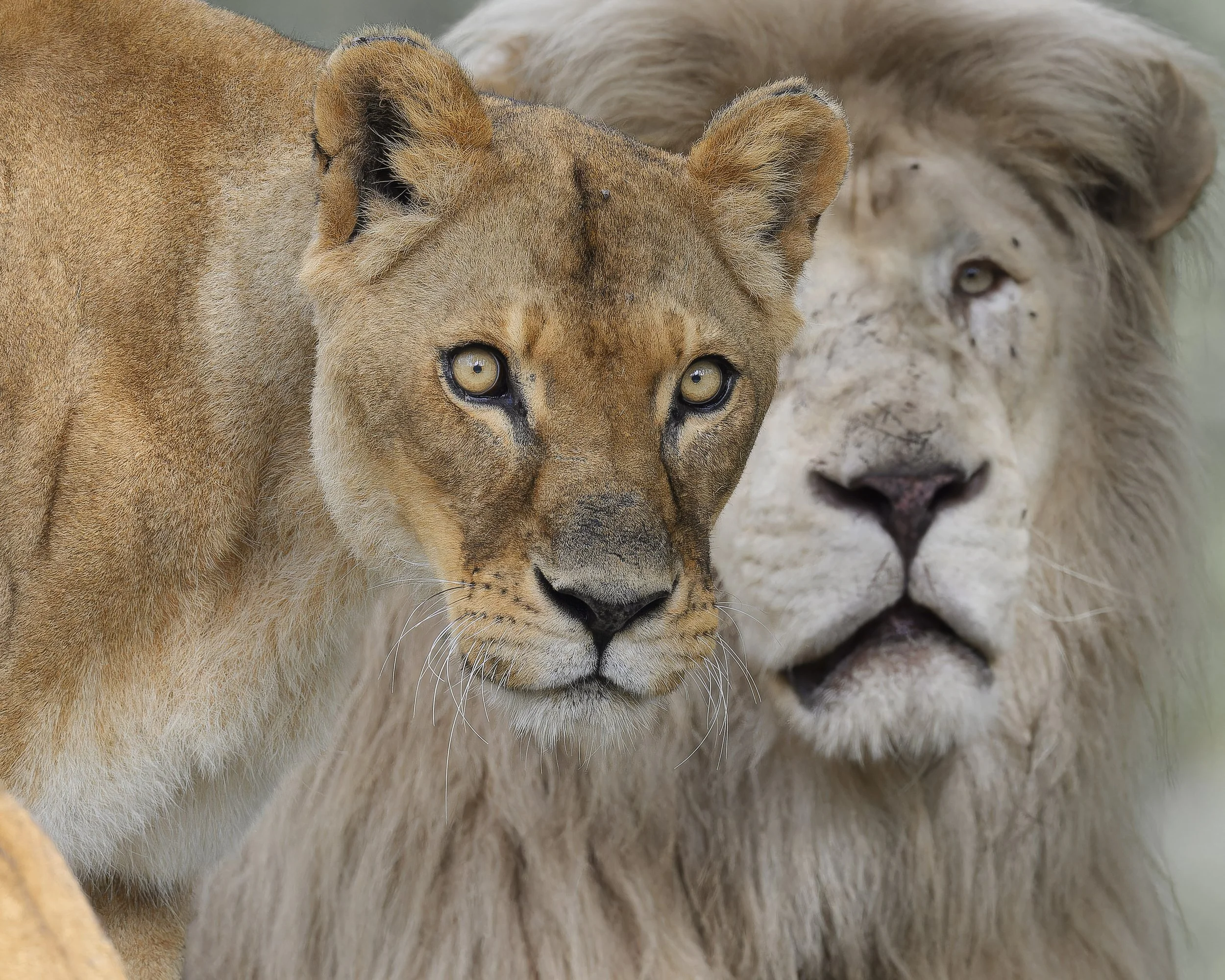 PARCO NO COPYRIGHT321.jpeg