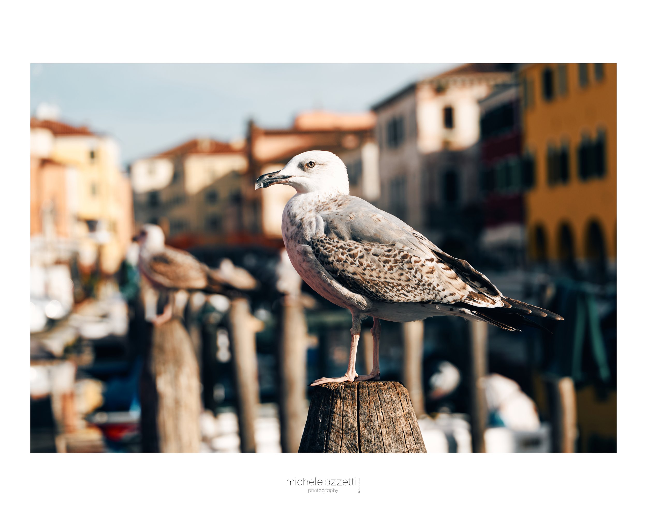 gabbiano chioggia.jpeg