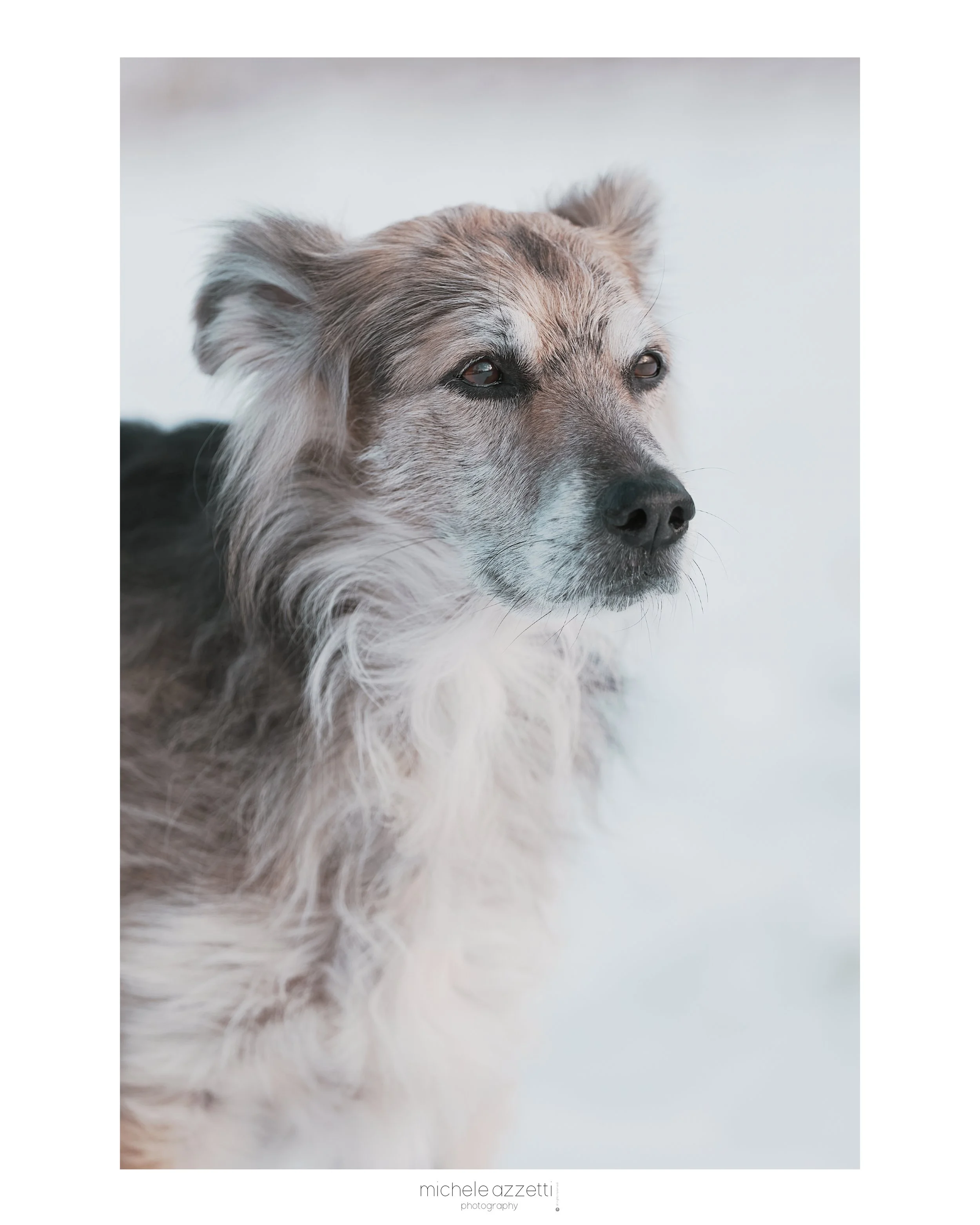 Un cane con pelo lungo e colorato, sguardo assorto, sullo sfondo bianco.