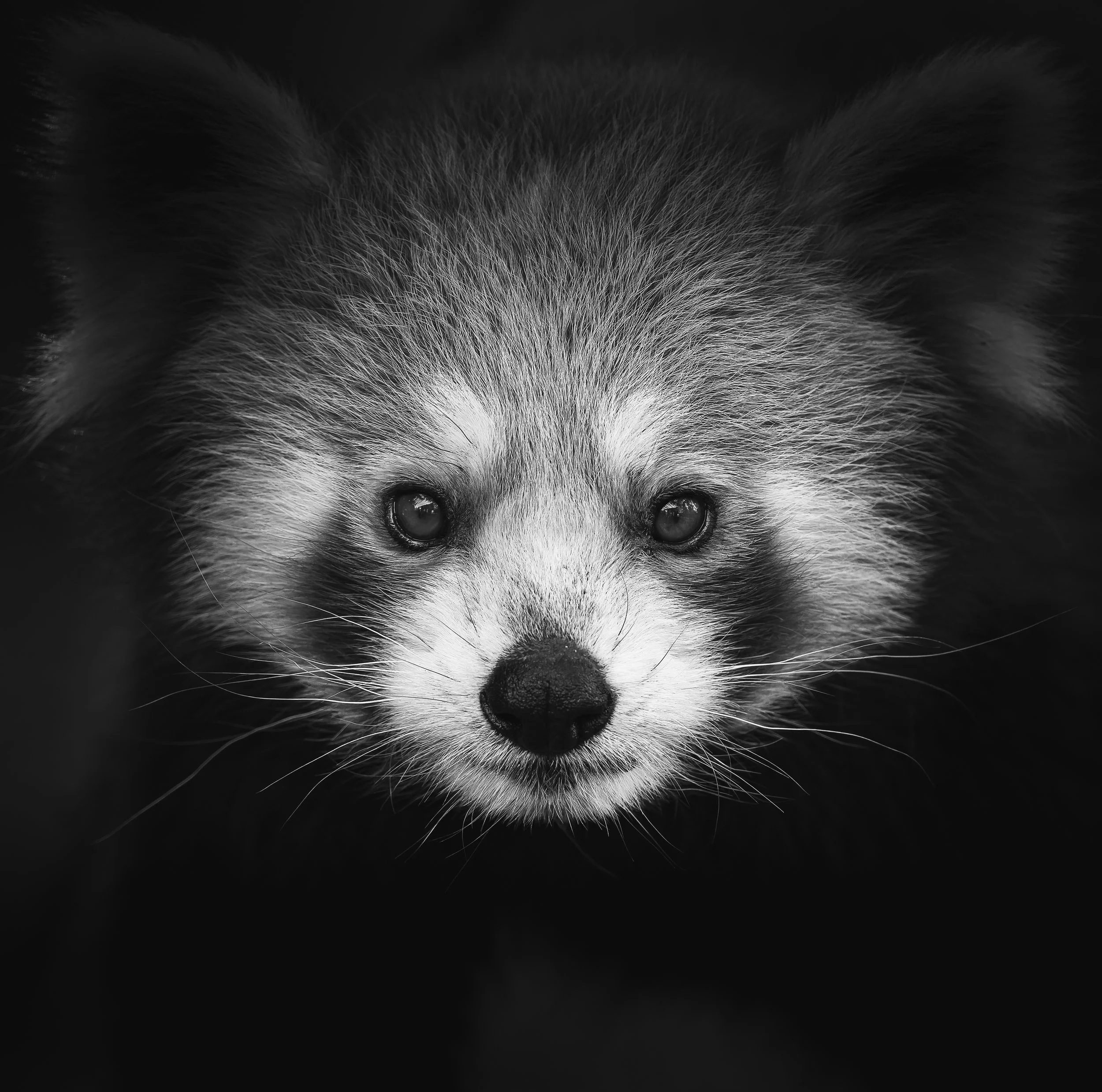 PARCO NO COPYRIGHT434.jpeg