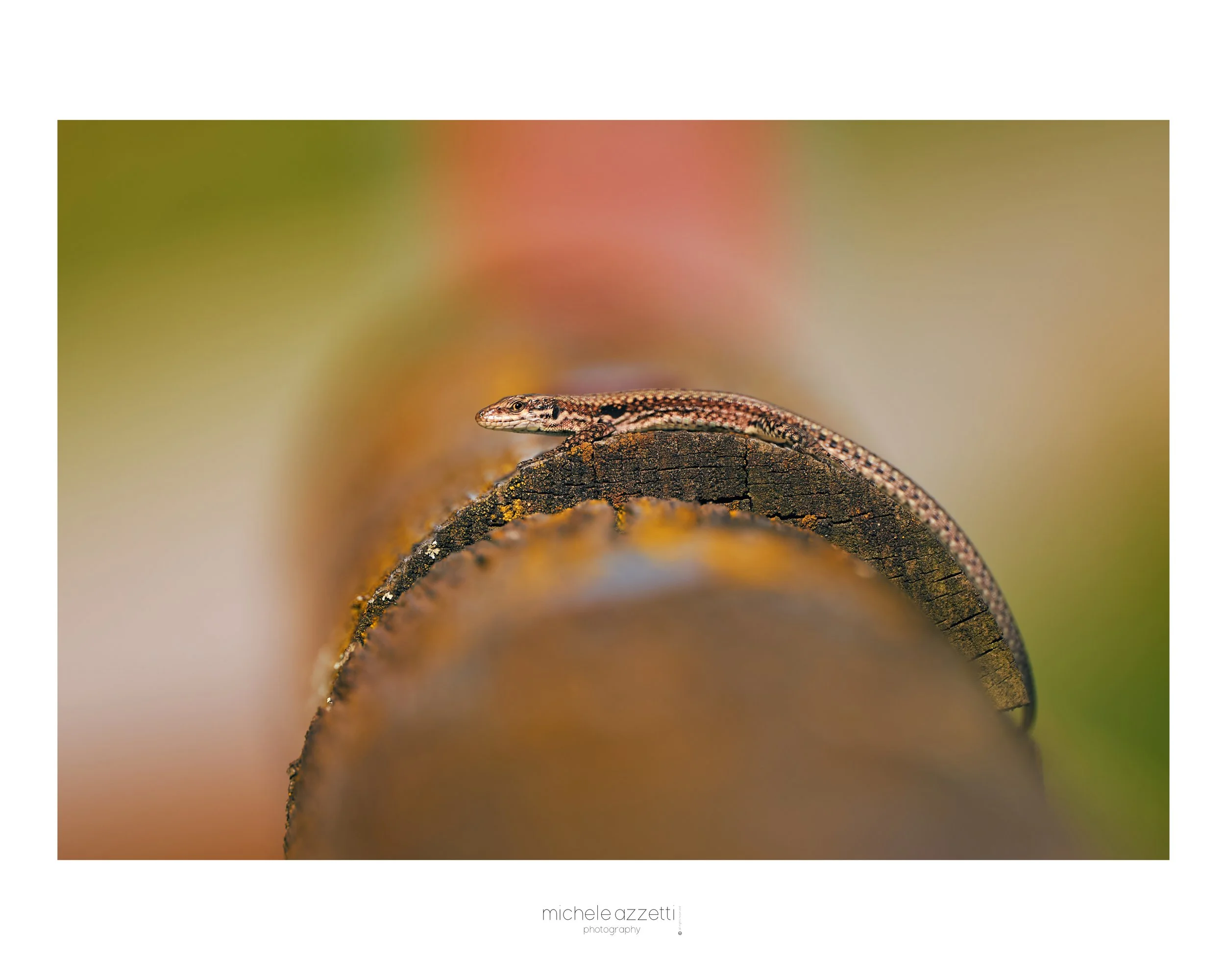 Un geco si riposa su un tronco di legno. Sfondo sfocato con colori caldi.