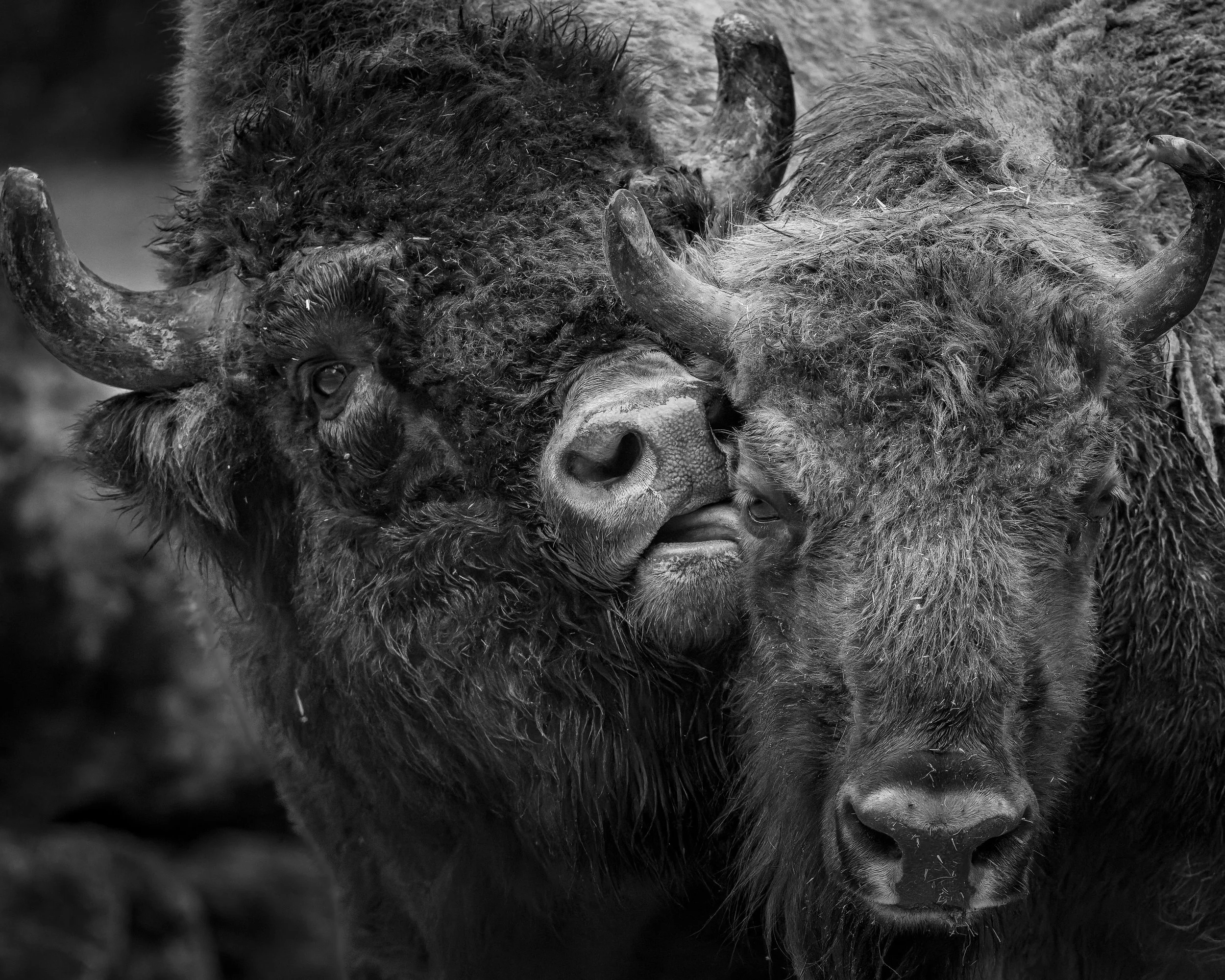 PARCO NO COPYRIGHT353.jpeg