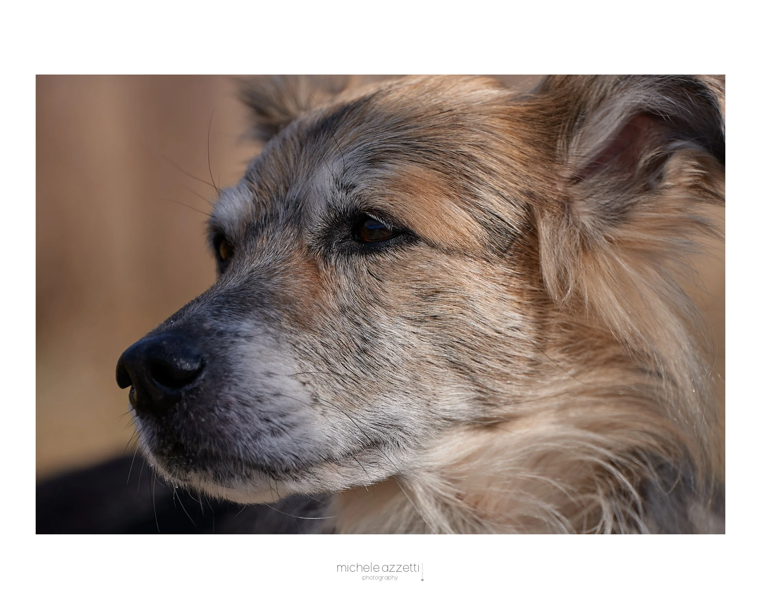 Ritratto di un cane di razza mista, con pelo marrone, nero e bianco, che guarda verso sinistra