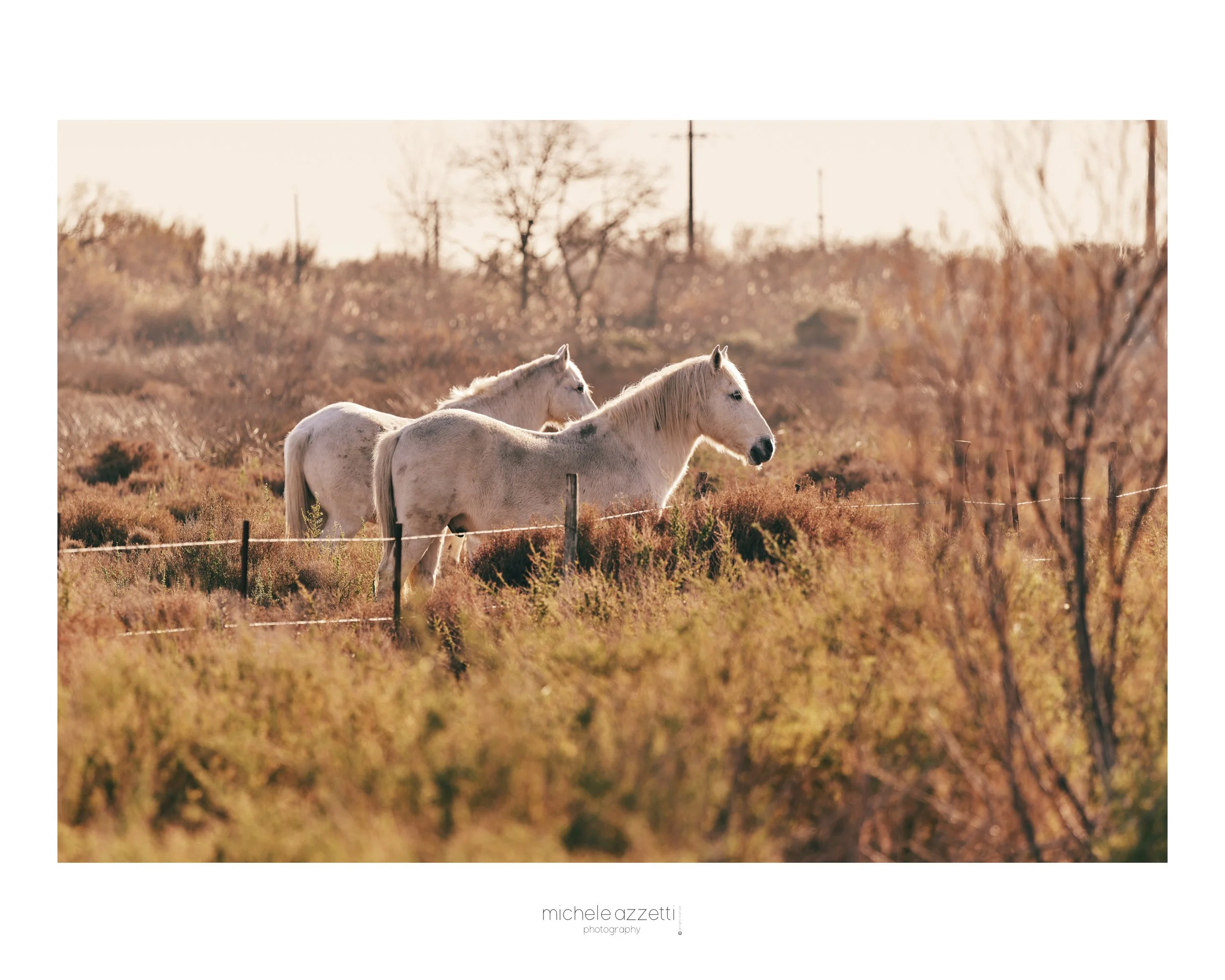 Due cavalli bianchi in un campo durante il tramonto, con alberi e fili spinati sullo sfondo.