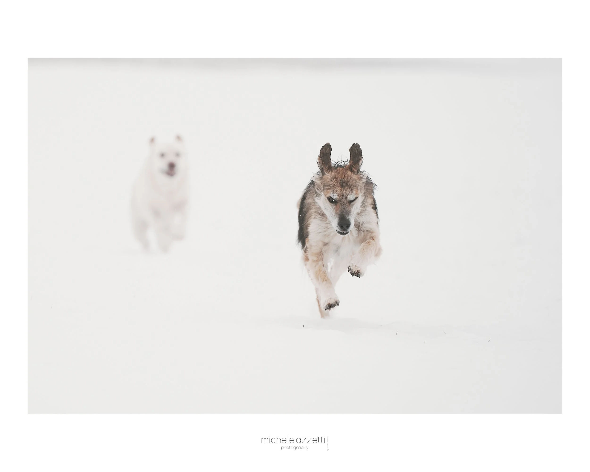 Due cani che corrono sulla neve, con il primo cane nel centro dell'immagine e il secondo più lontano, leggermente sfocato.