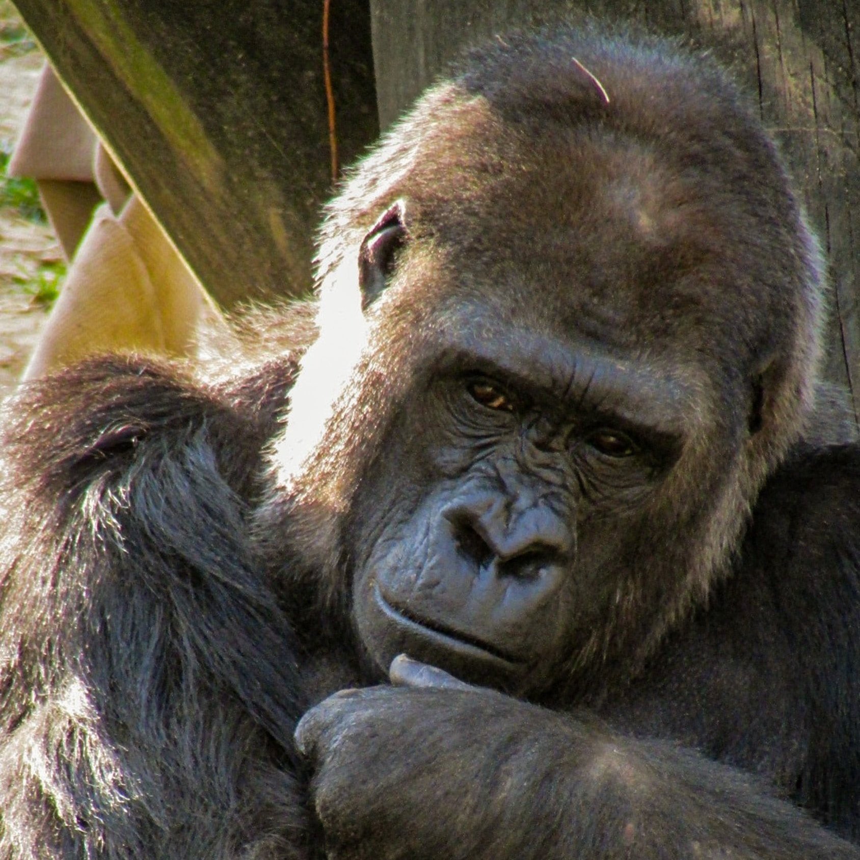 S02E13 - Profit - Supply Chains in M&As: the invisible gorilla