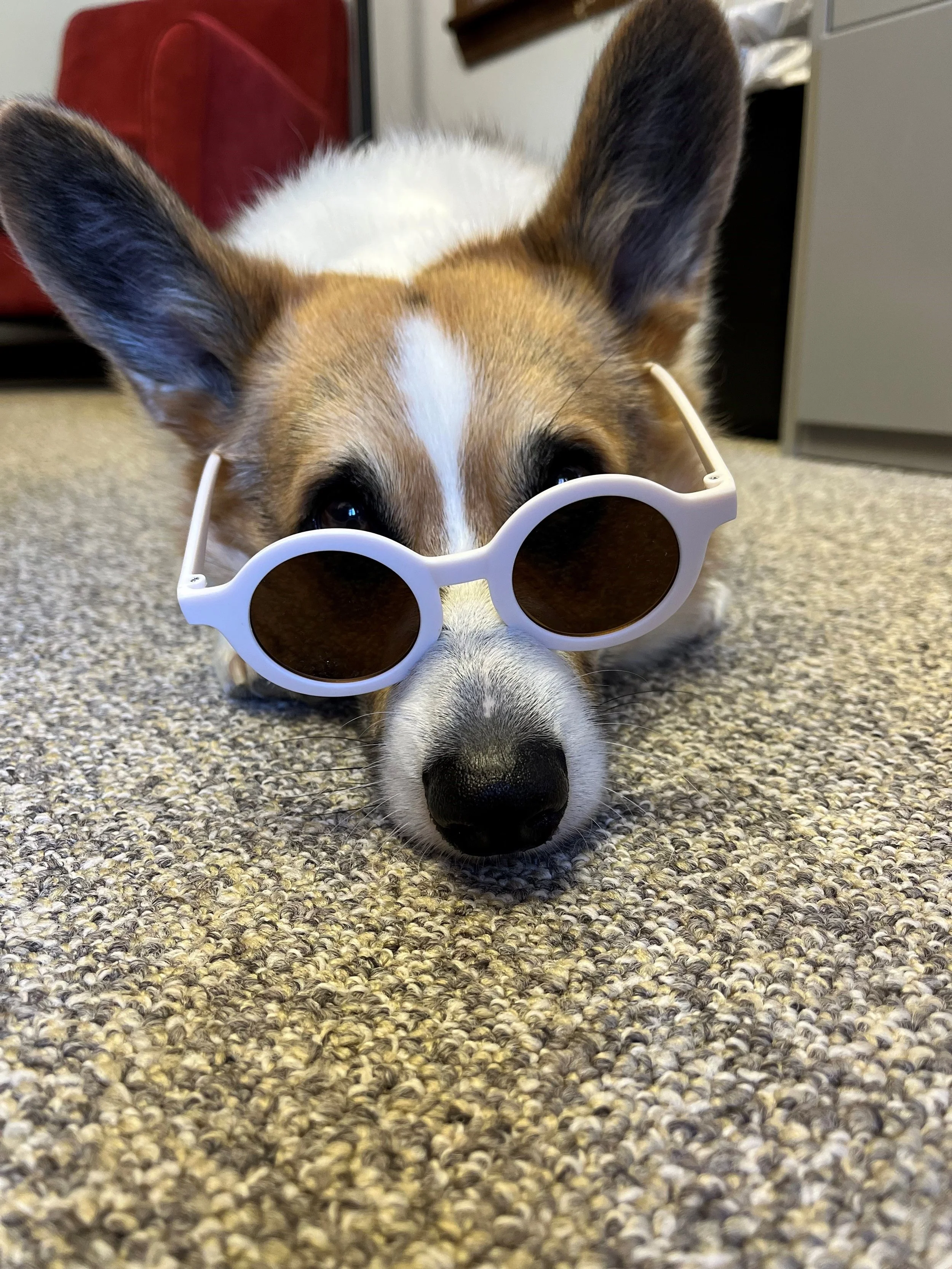 Dog Days of Summer
