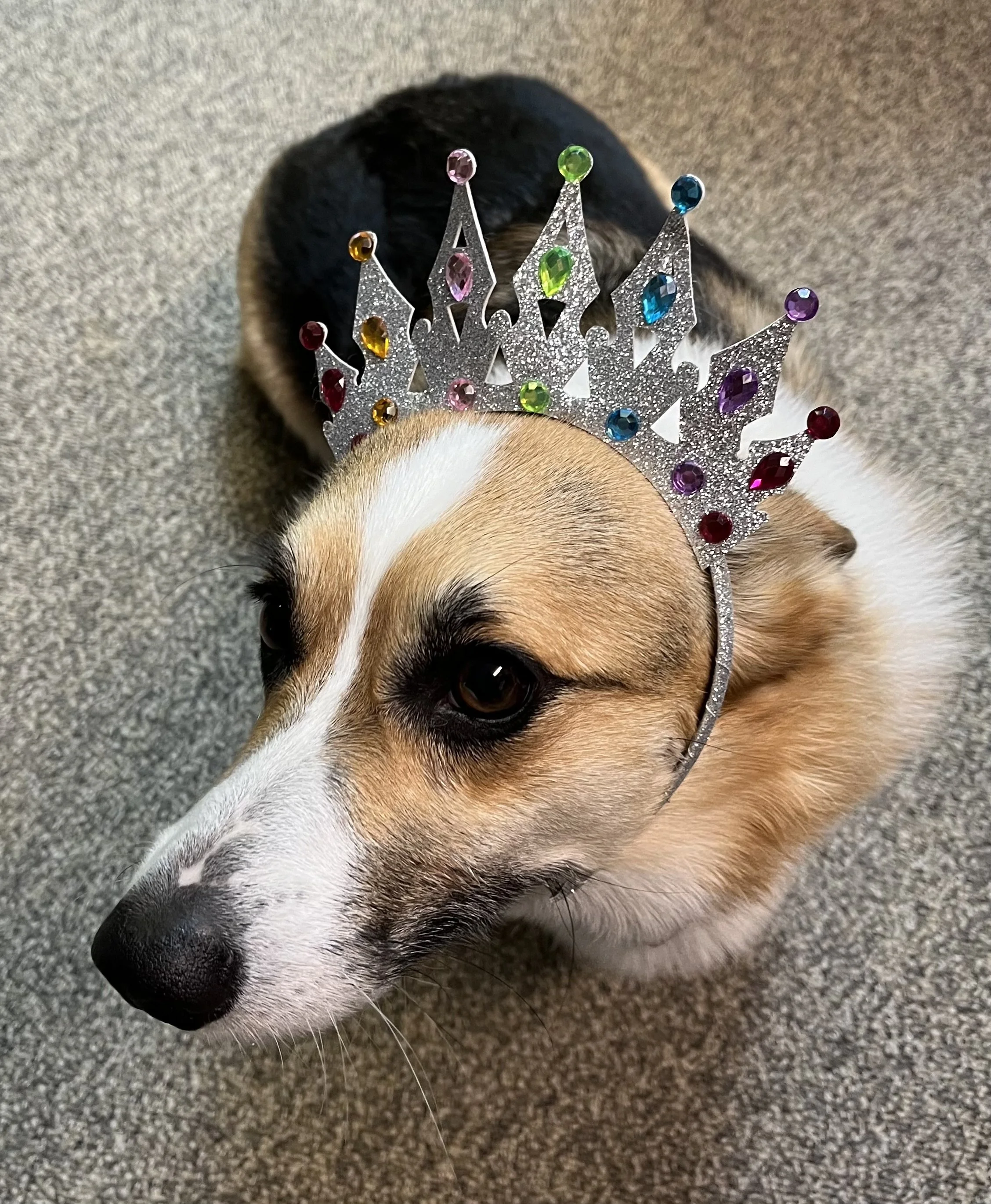 Dress Your Pet Day
