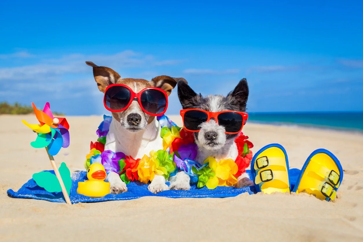 Dog Days of Summer