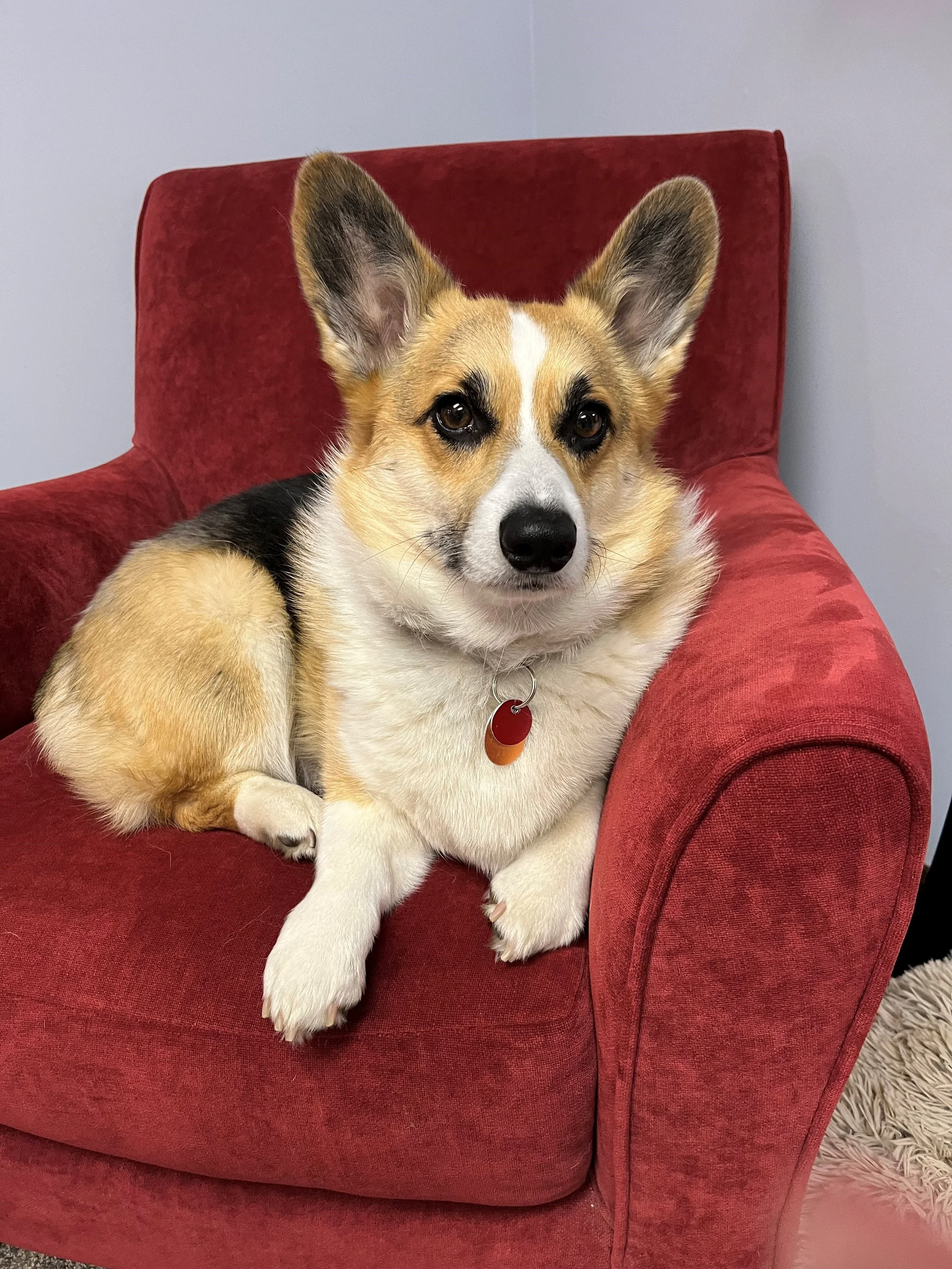 Law Dog
