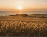 Sunset over a wheat field with a body of water in the background